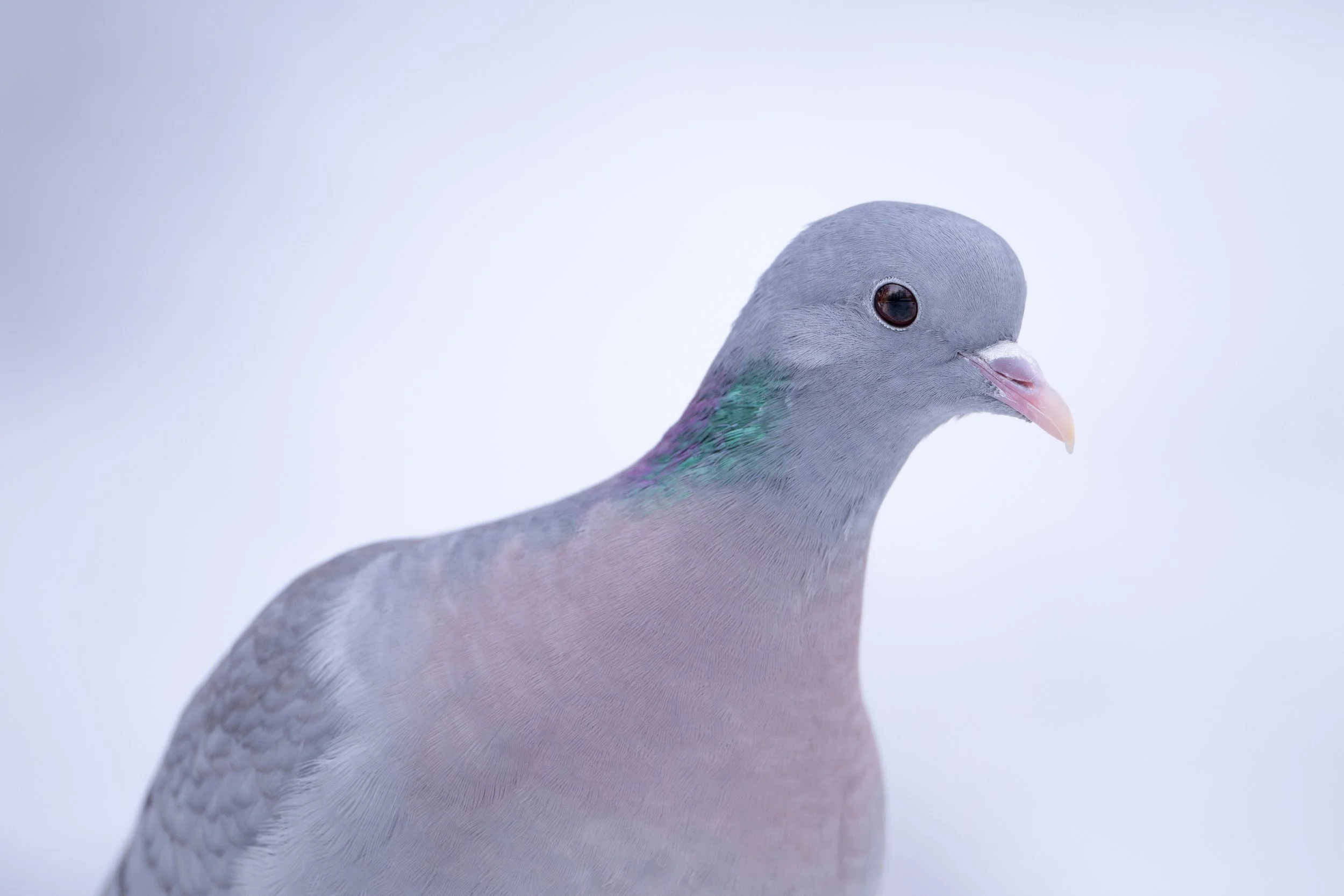 Close-up of a pigeon with a light gray head, dark eye, pinkish beak, and iridescent green and purple feathers on its neck, against a plain white background.