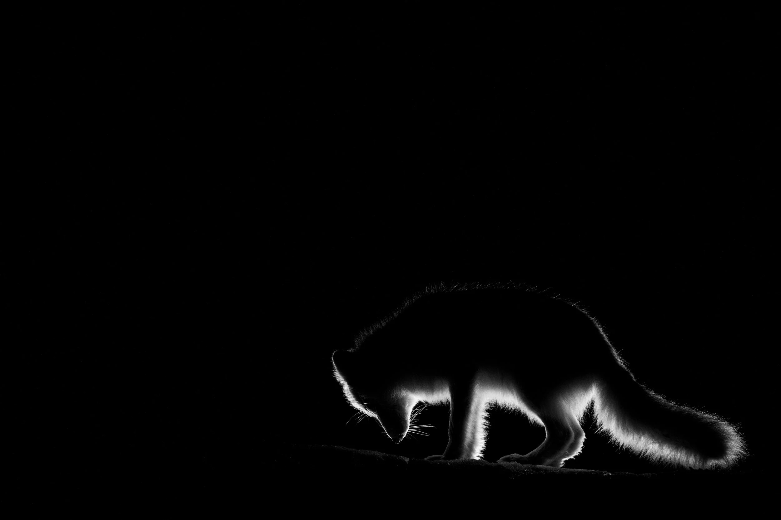 A black-and-white photo of a cat with a dark background, showing the cat's profile with its head down and glowing edge details.