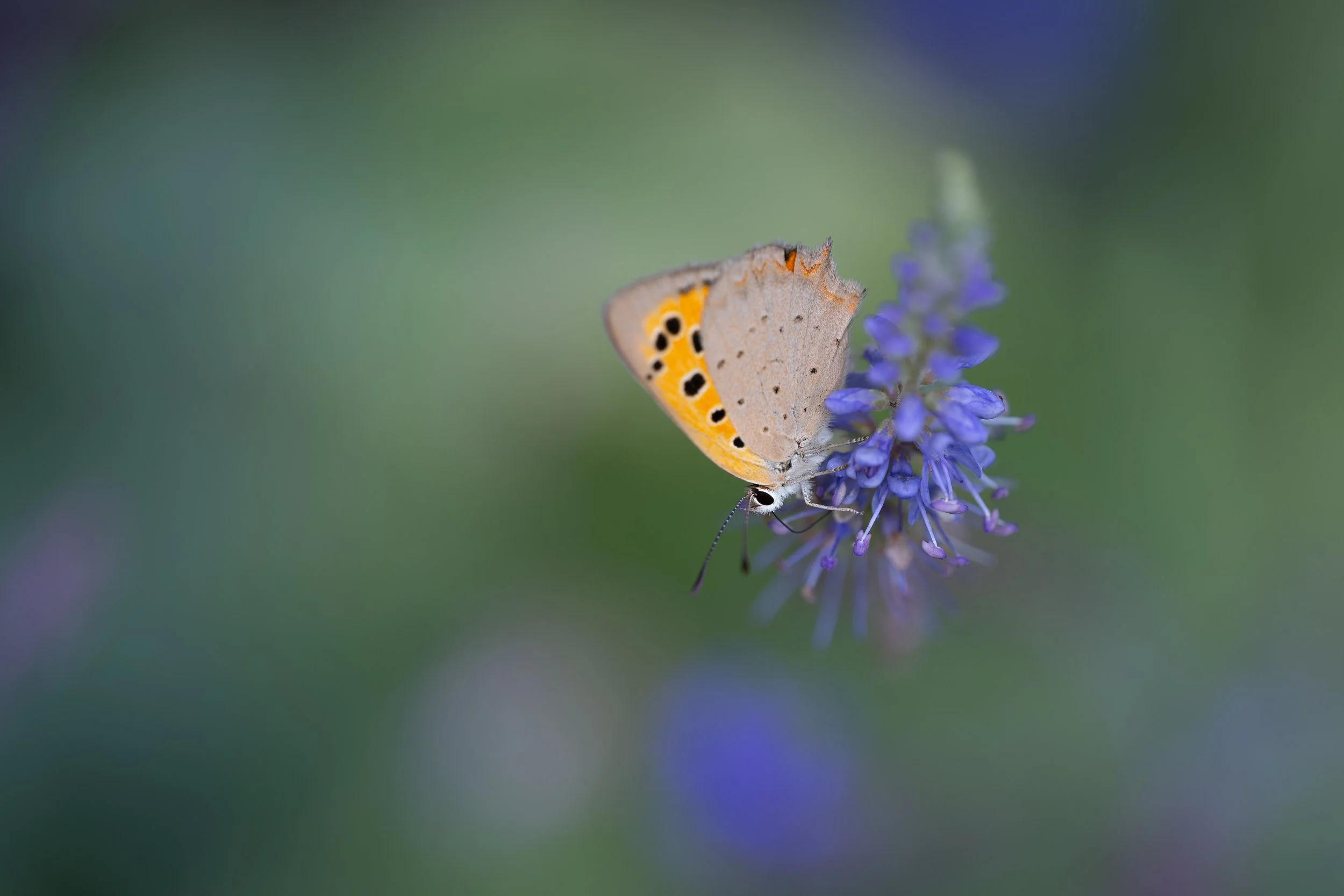 Small copper | NL