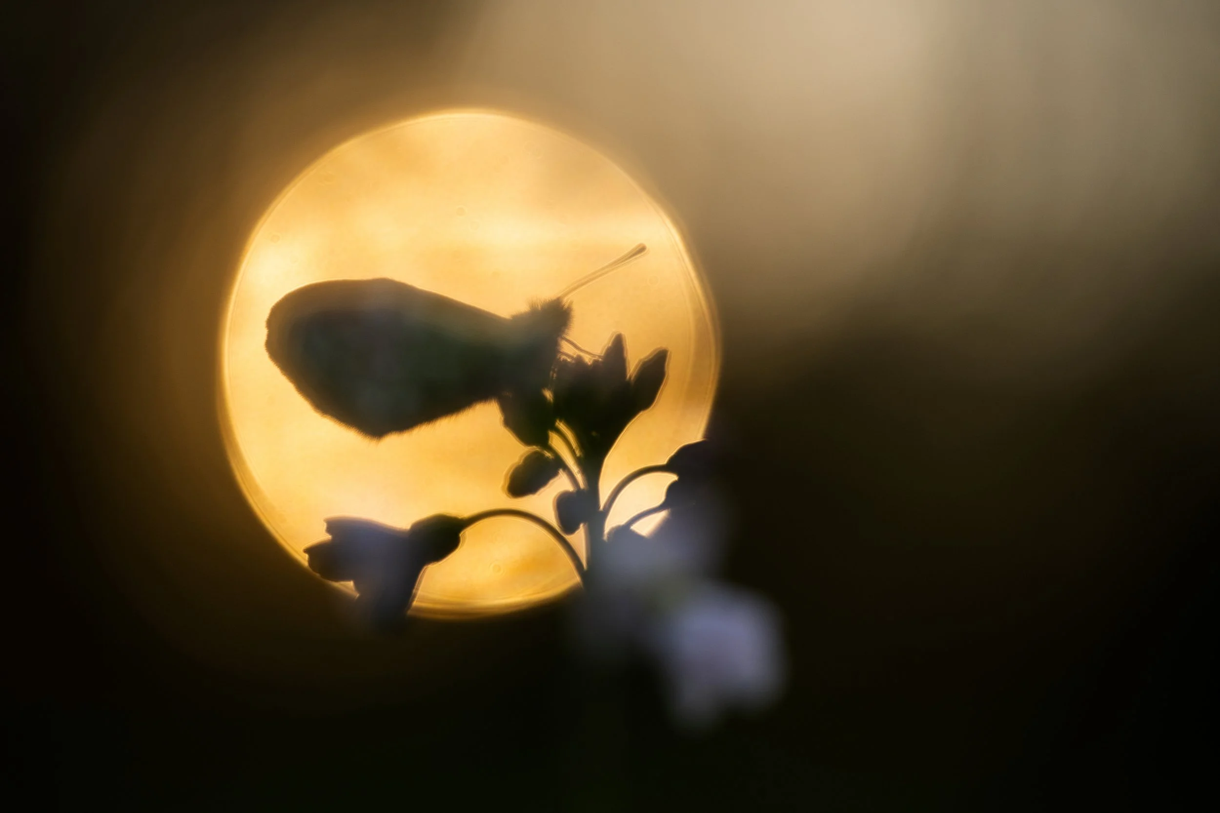 Silhouette of a bee on a flower against a glowing light background.