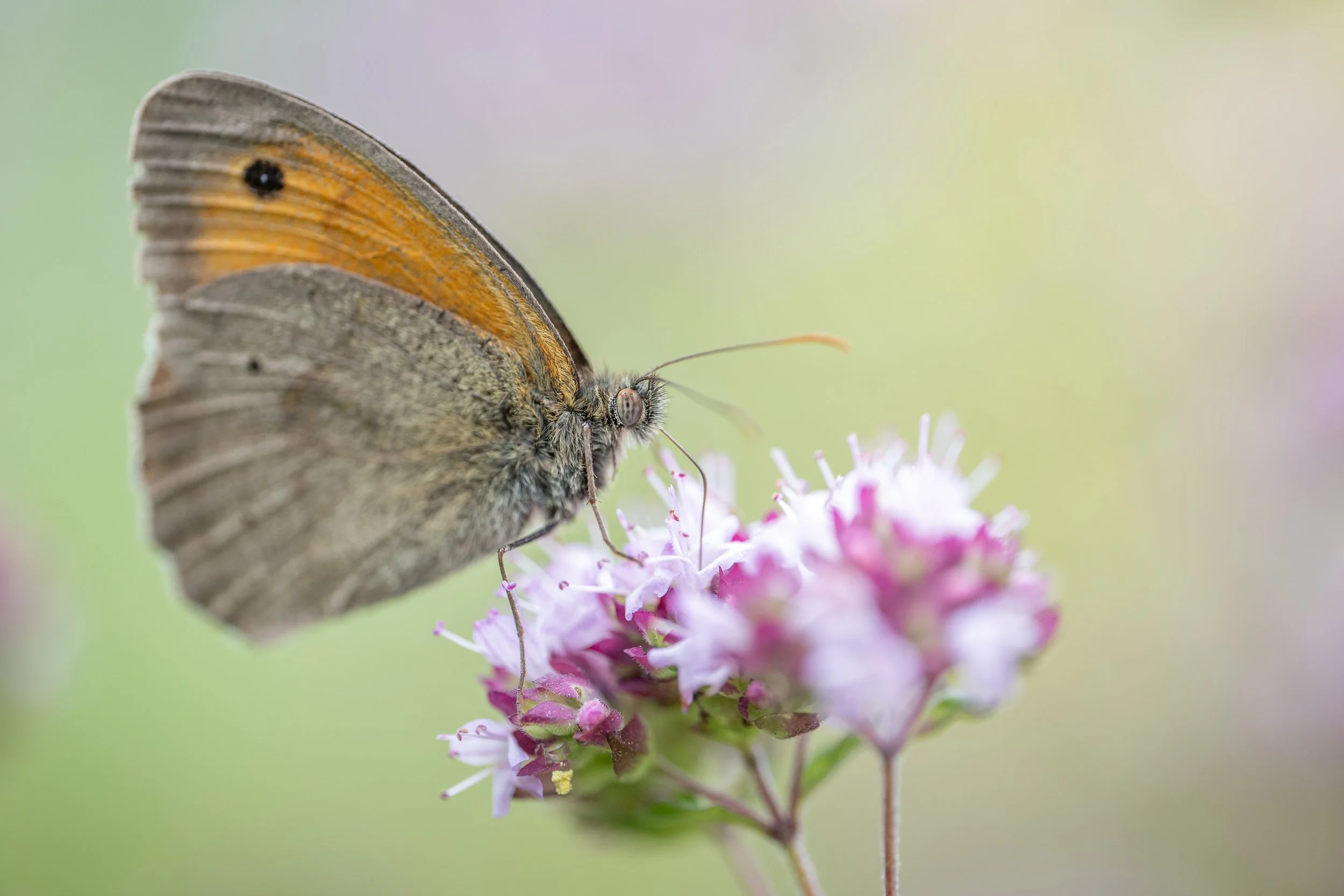 Meadow brown | PT