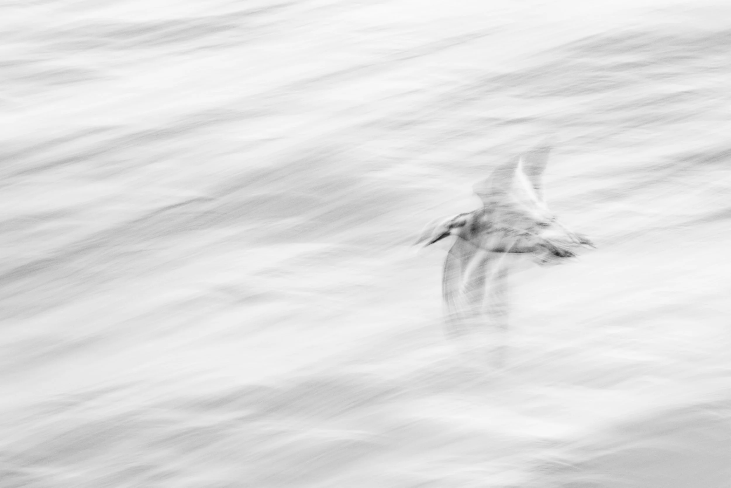 Red phalarope
