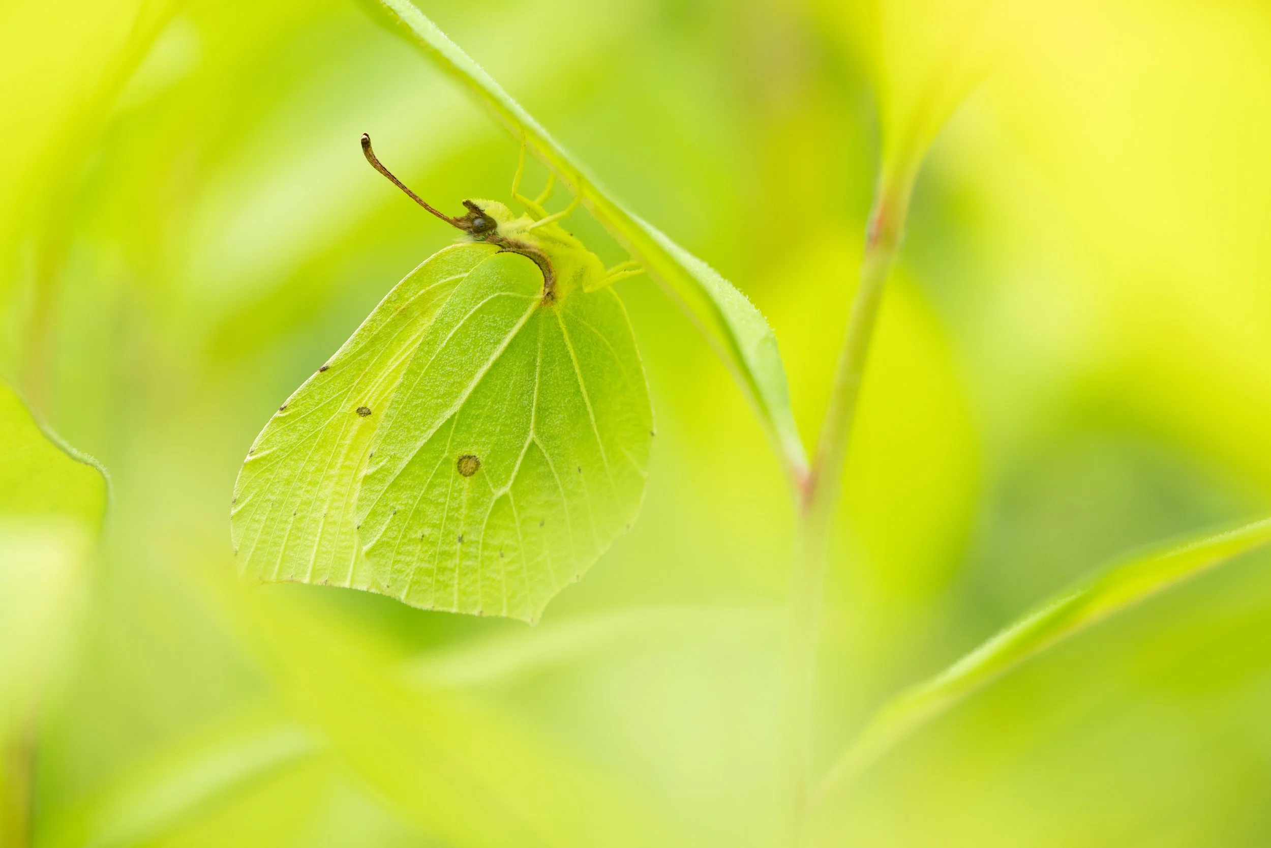 A close-up of a yellow butterfly with green markings resting on a green leaf amid a blurry green background.