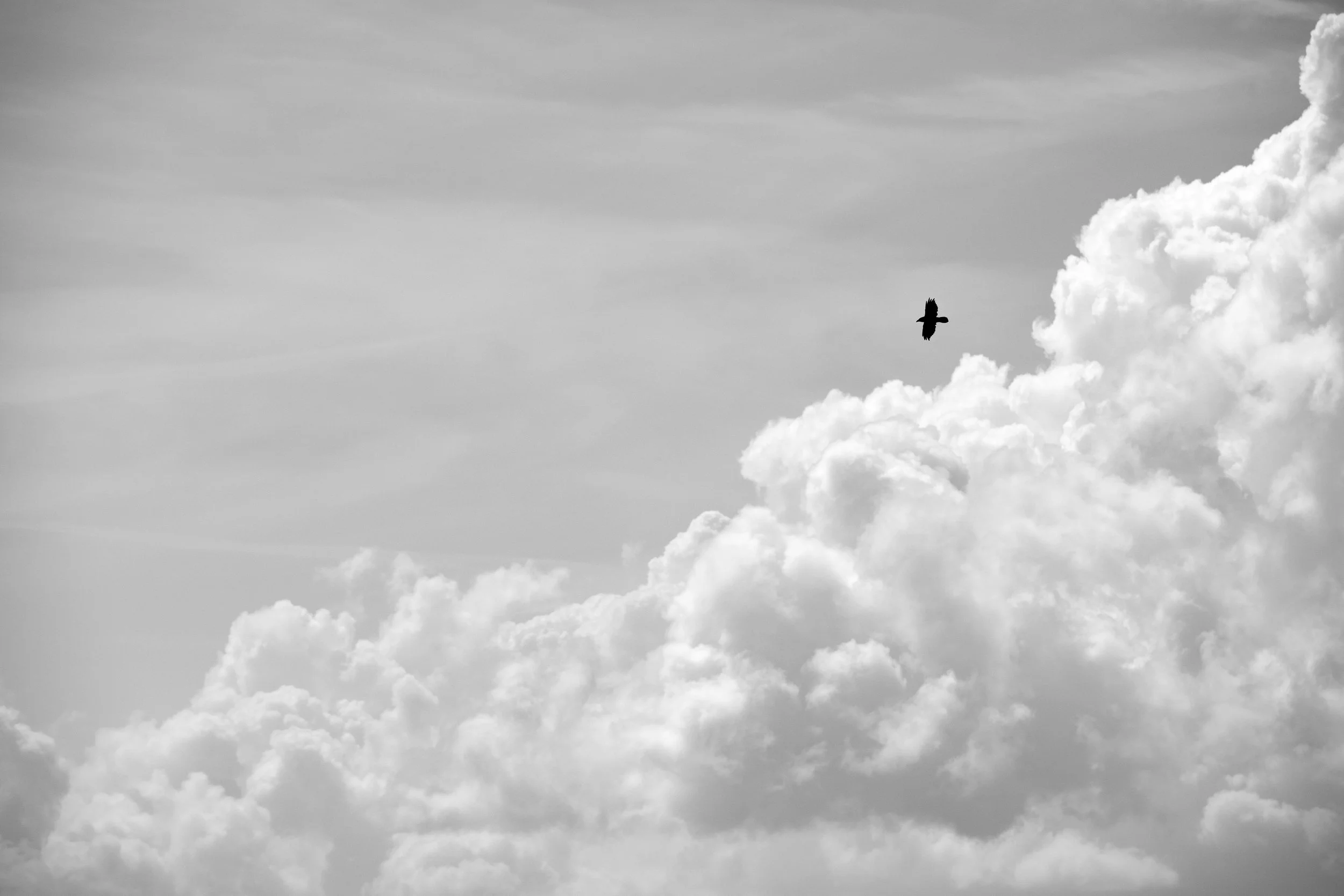 Northern raven
