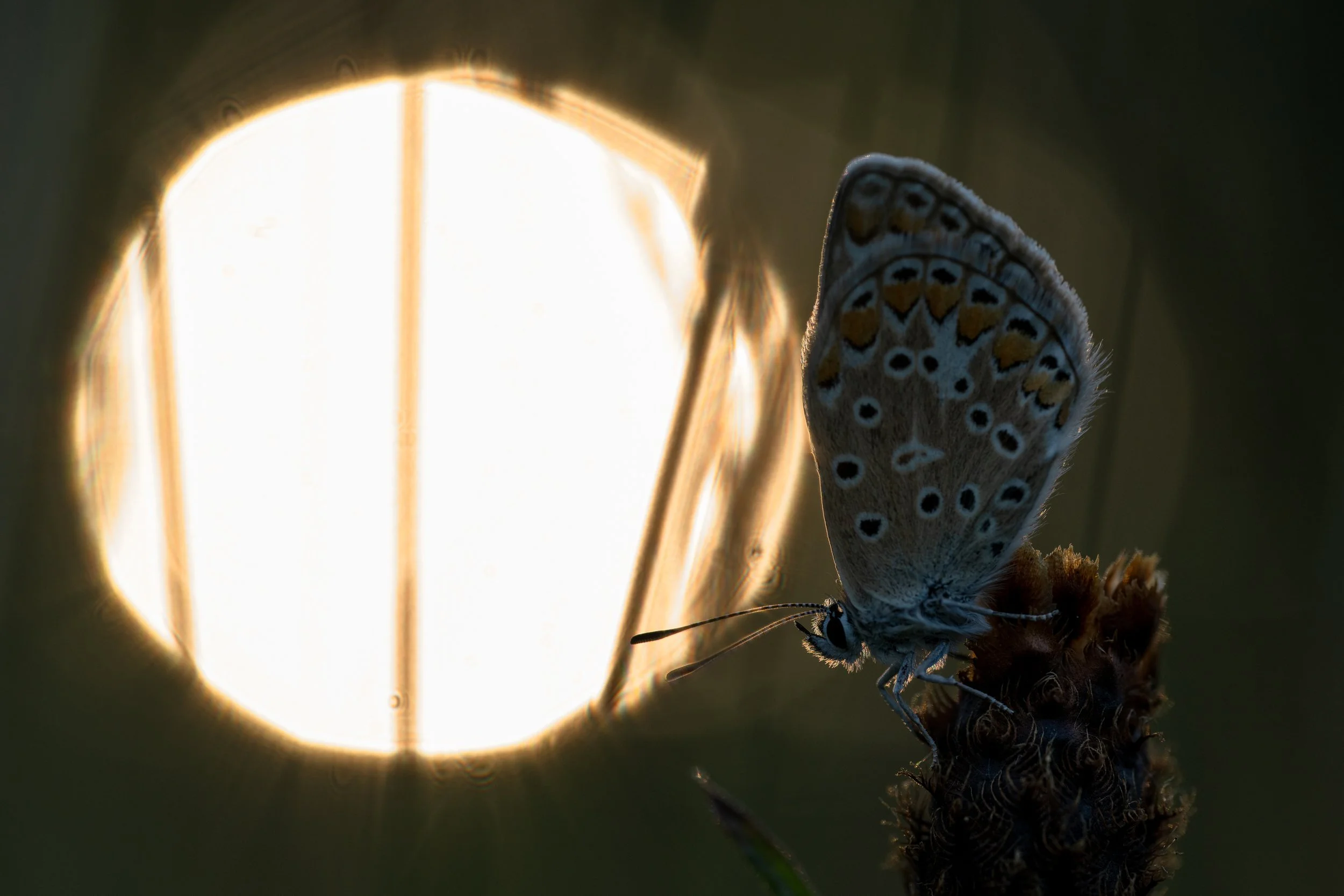 CommonBlue7.jpg