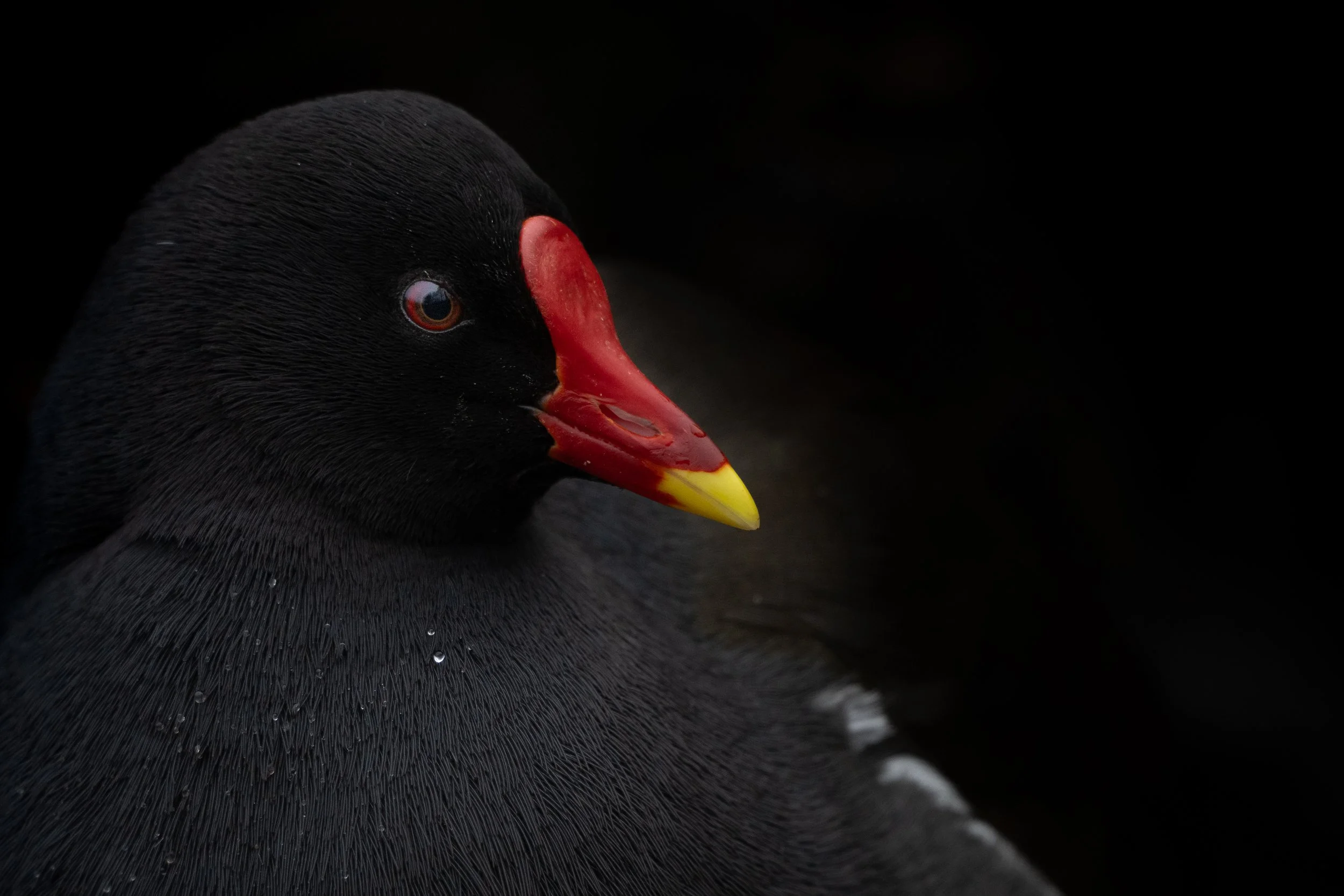 Eurasian moorhen