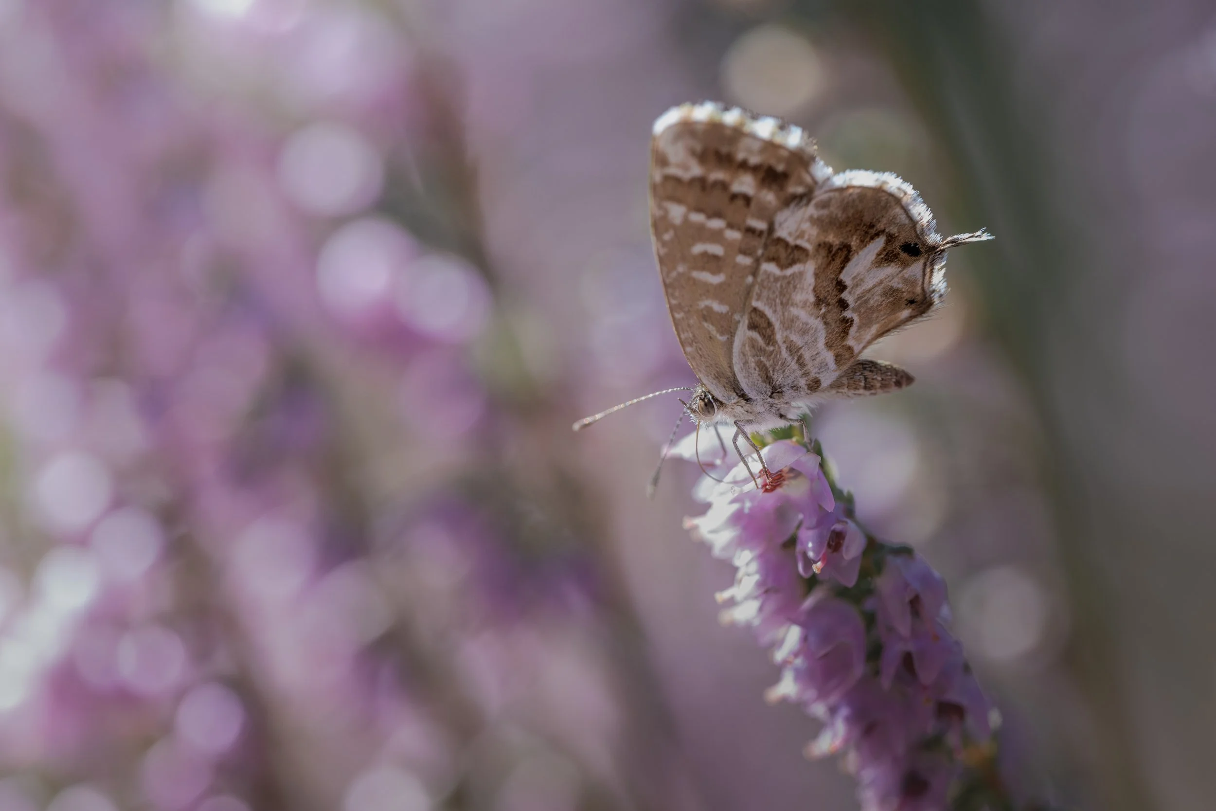 Geranium bronze | PT