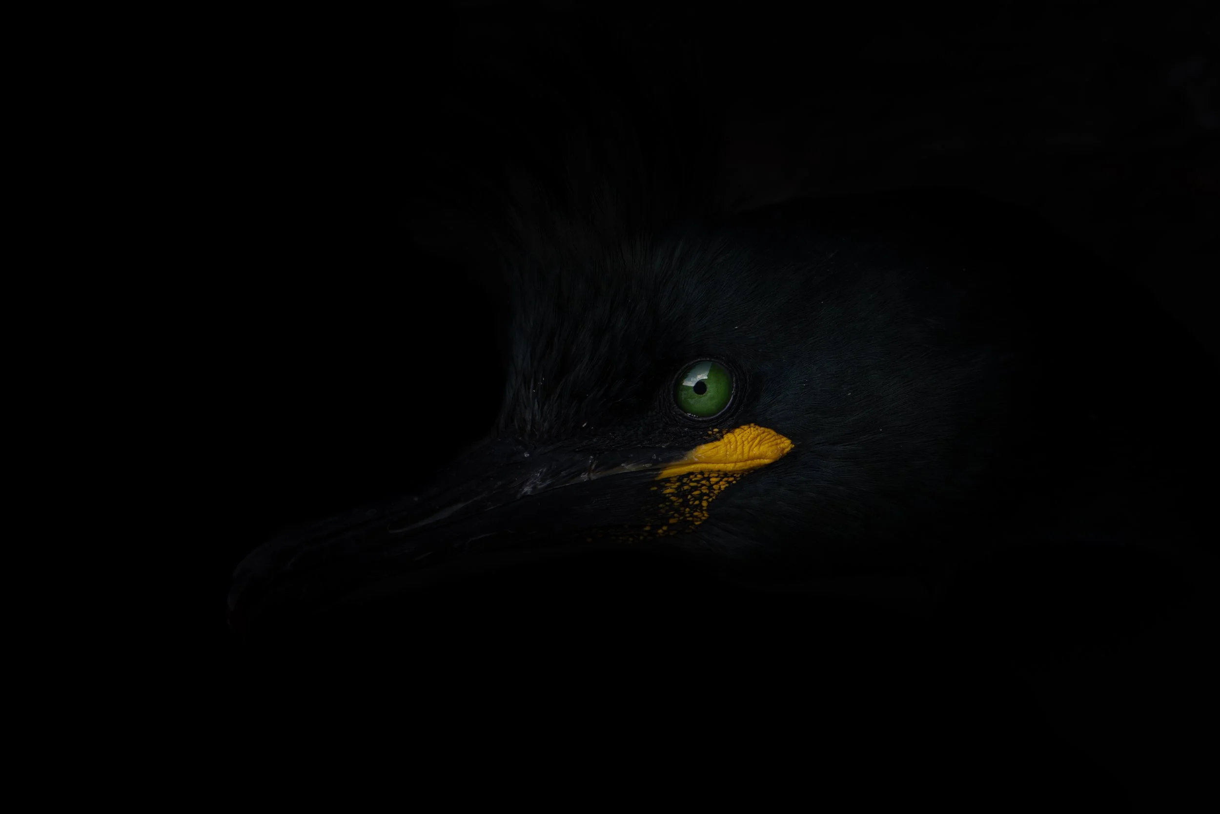 European shag
