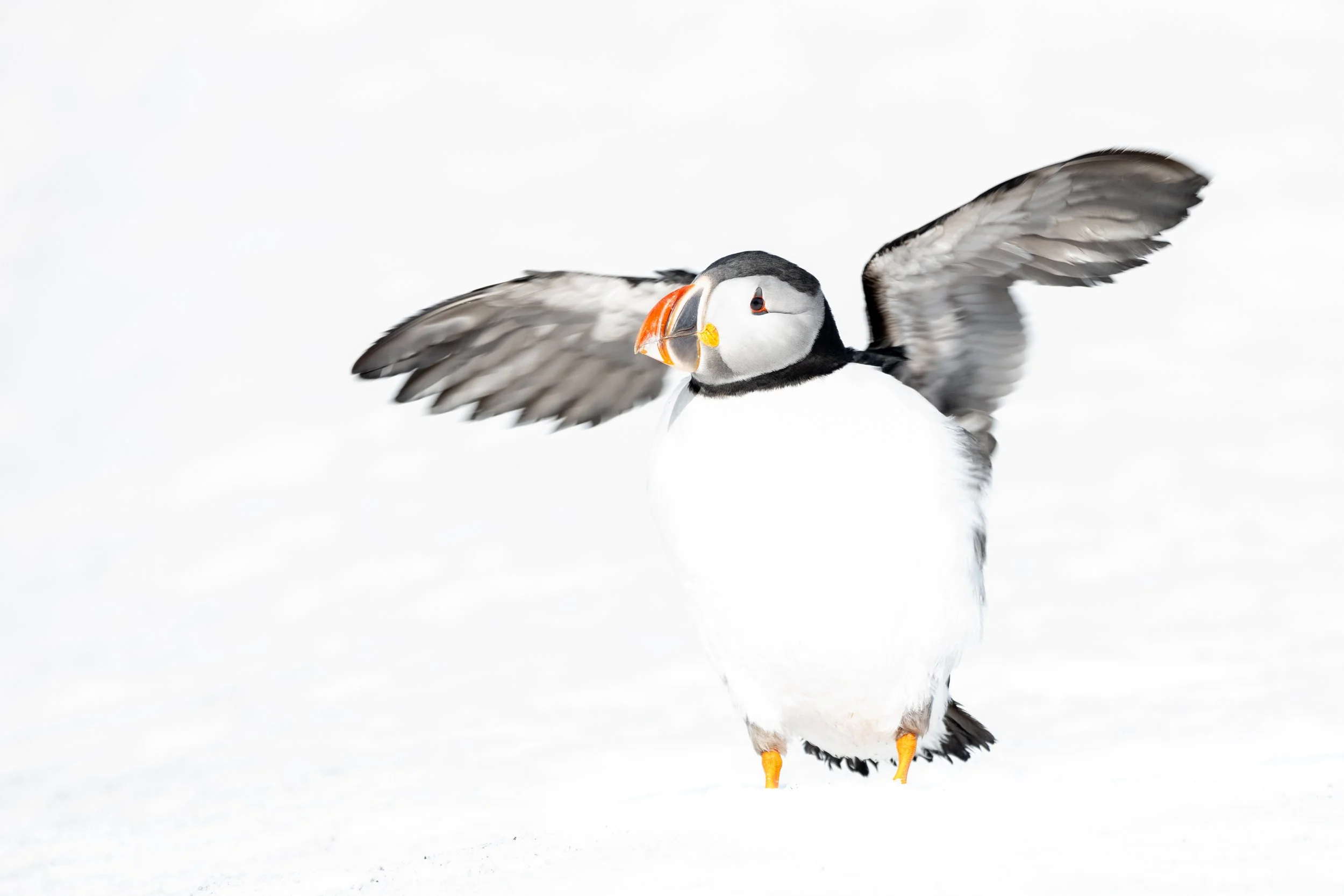 Atlantic puffin