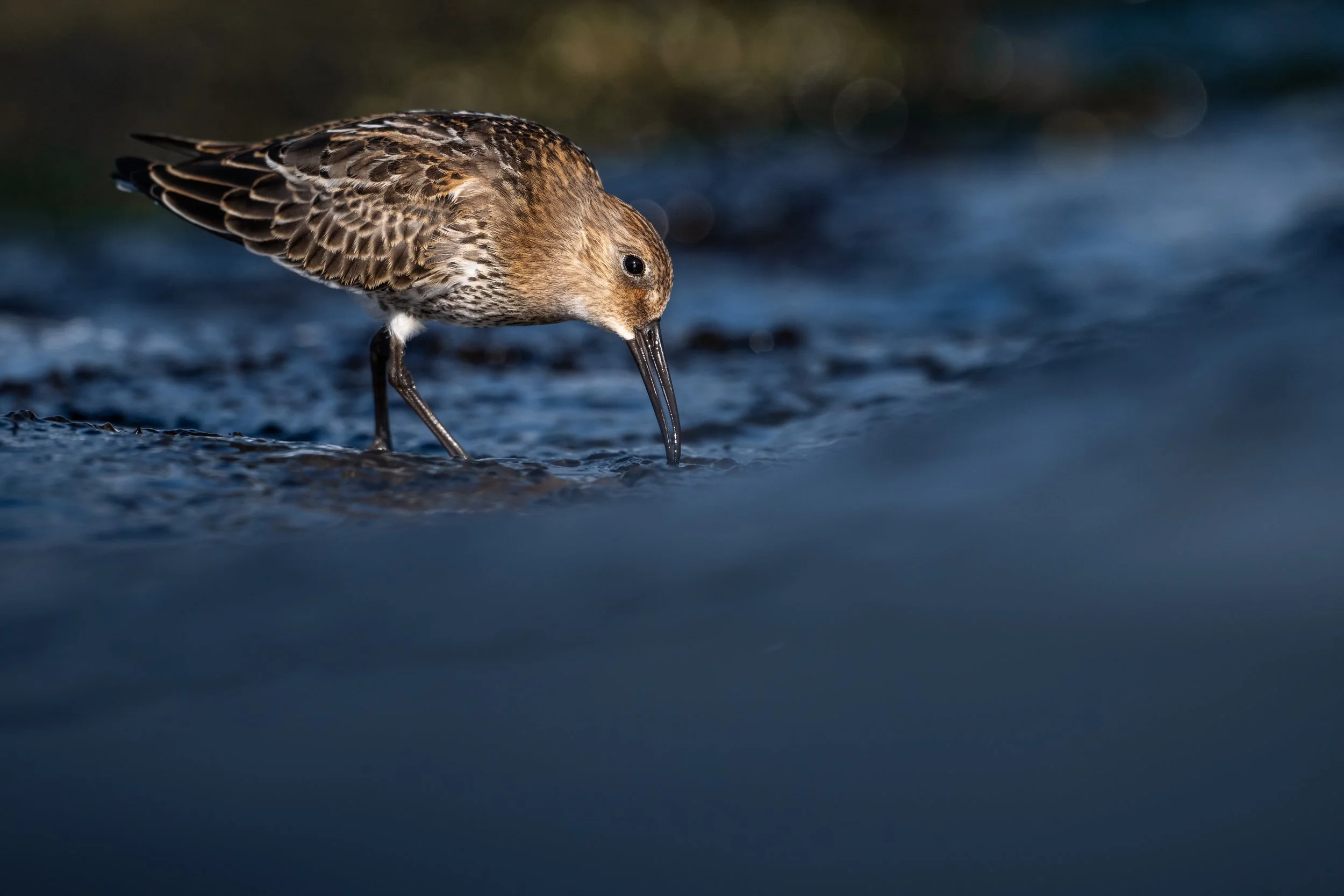 Dunlin
