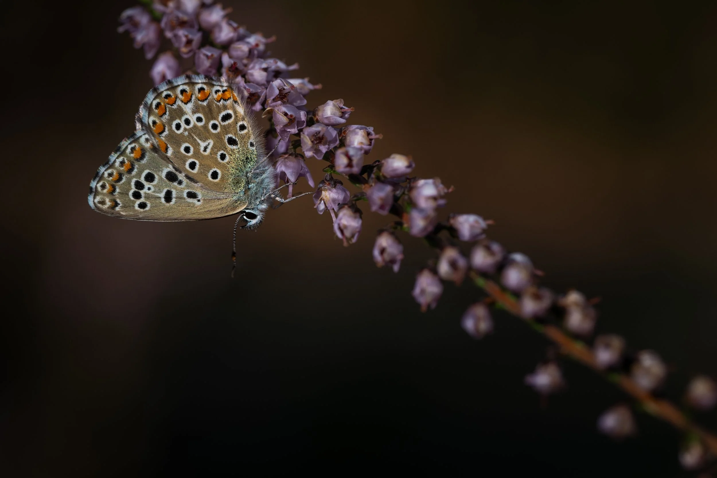 Adonis blue | PT