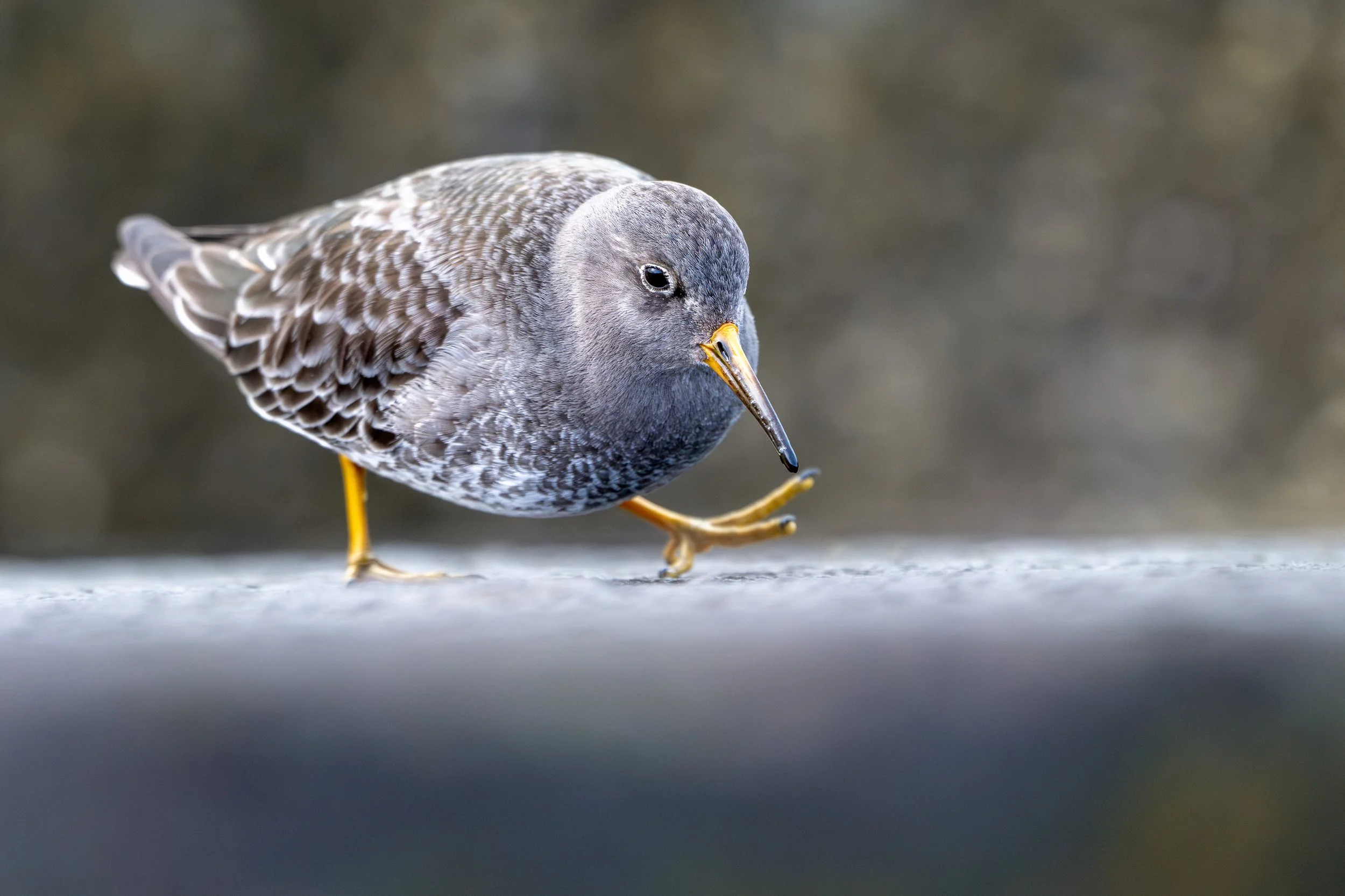 Purple sandpiper