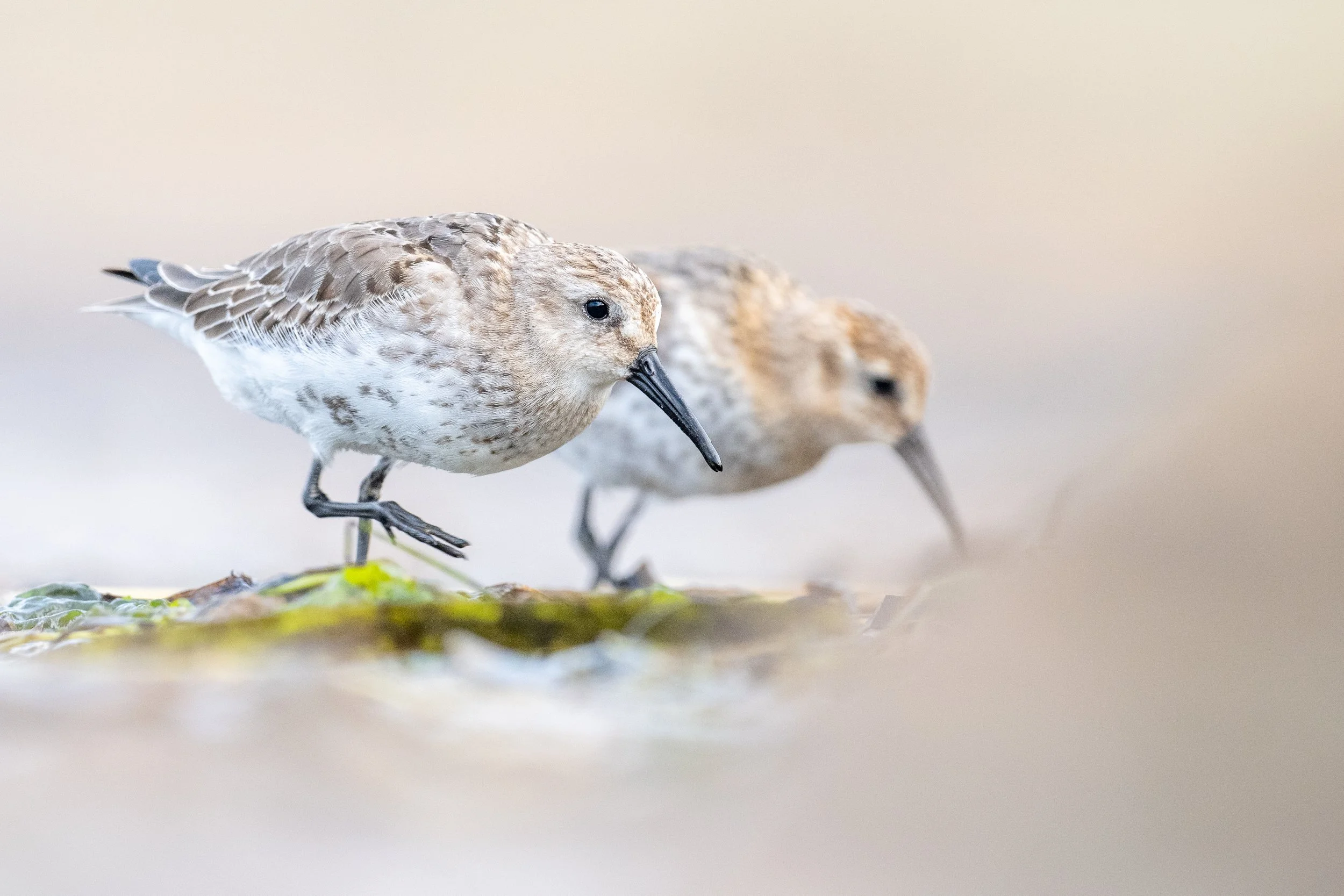 Dunlin