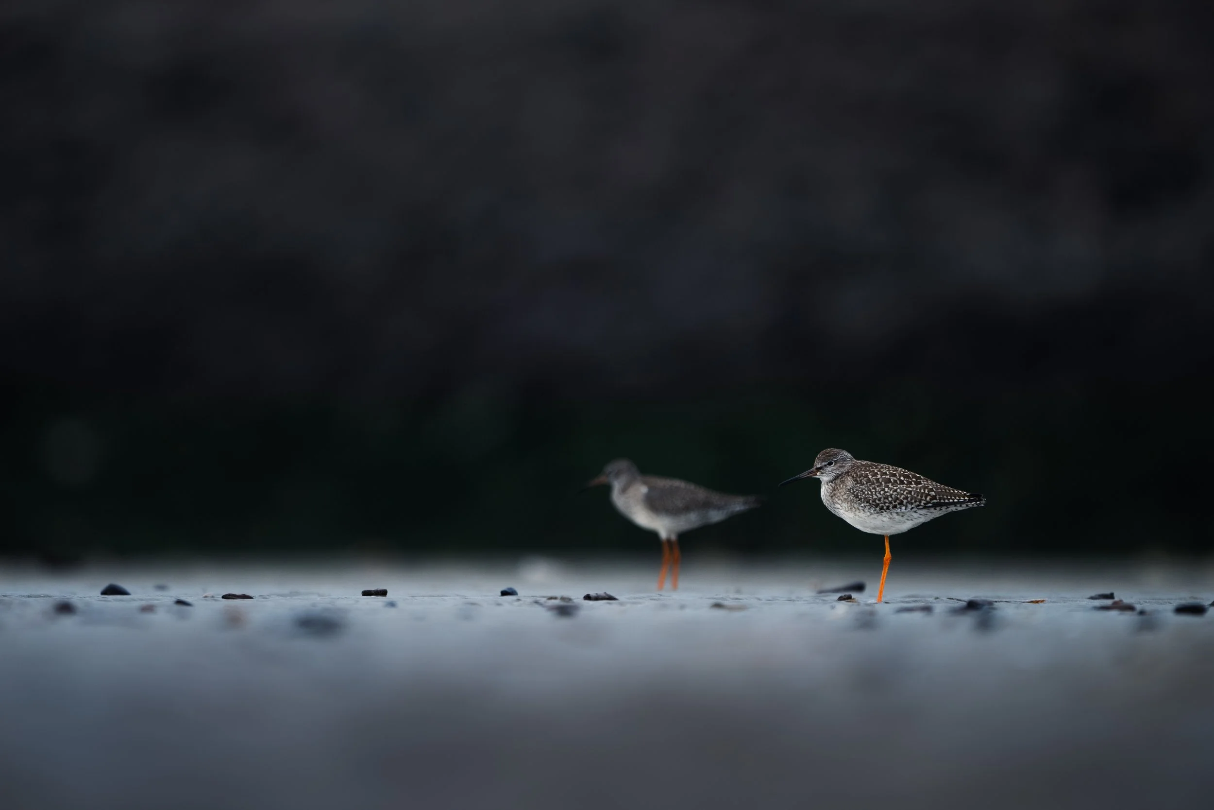 Common redshank