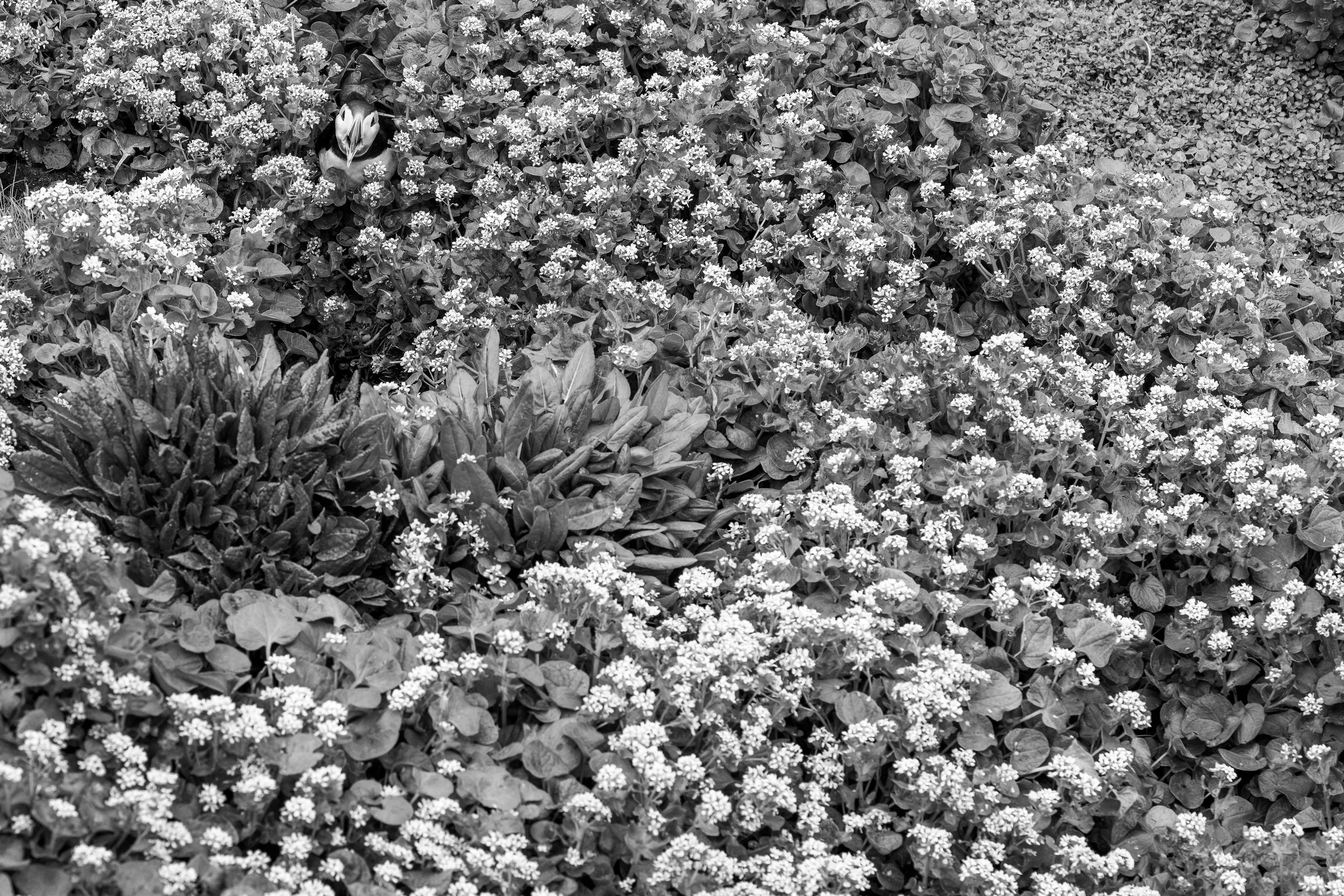 A black and white image of a garden bed filled with small flowers, including a small bird with a distinctive beak among the flowers.