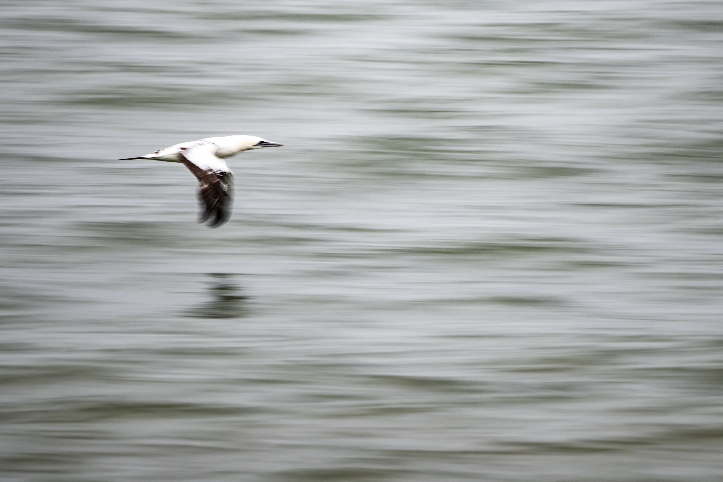 Northern gannet