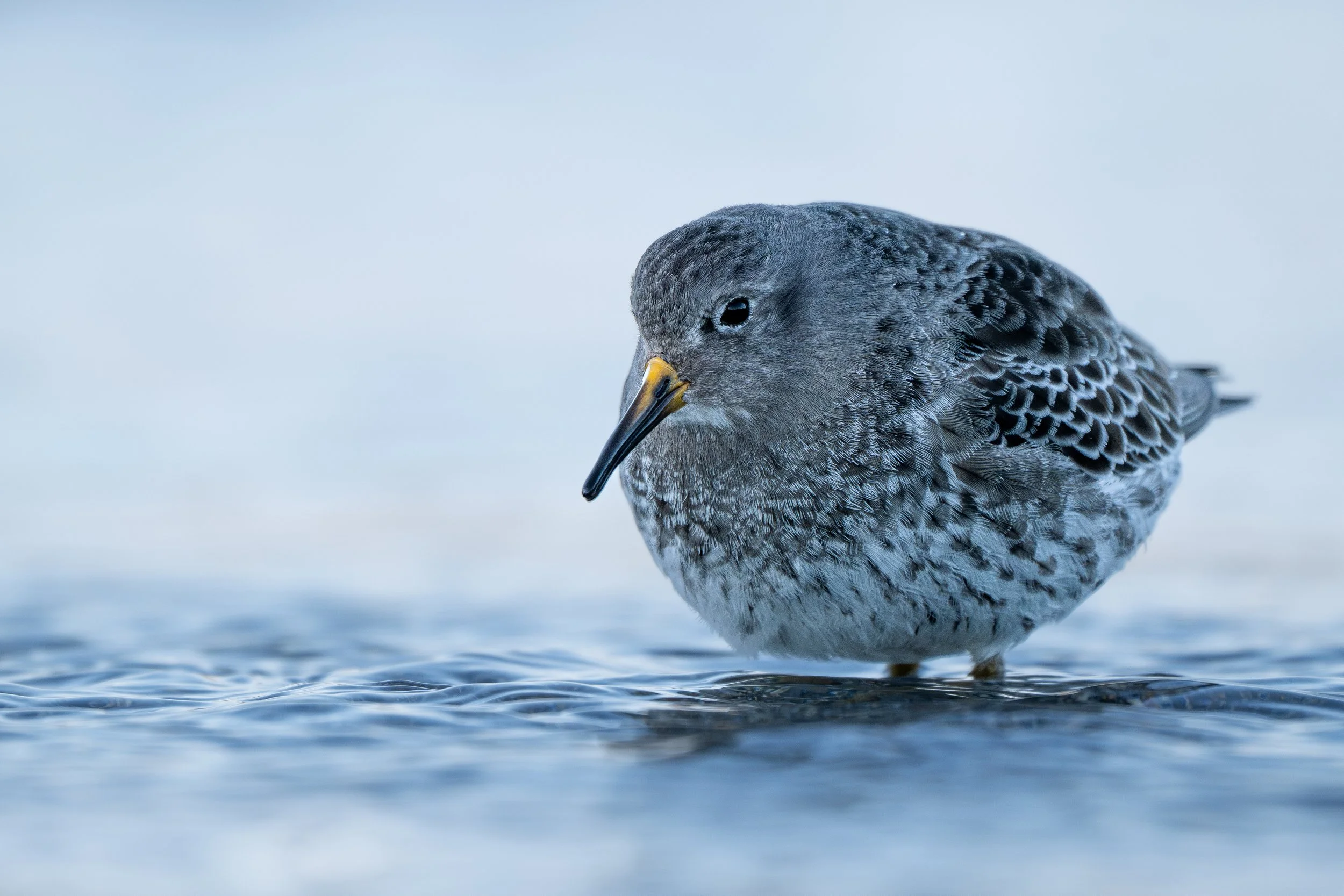 Purple sandpiper