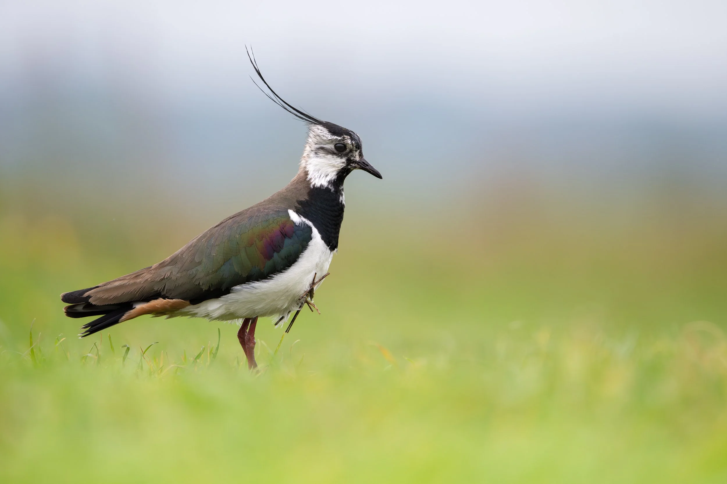 Northern lapwing