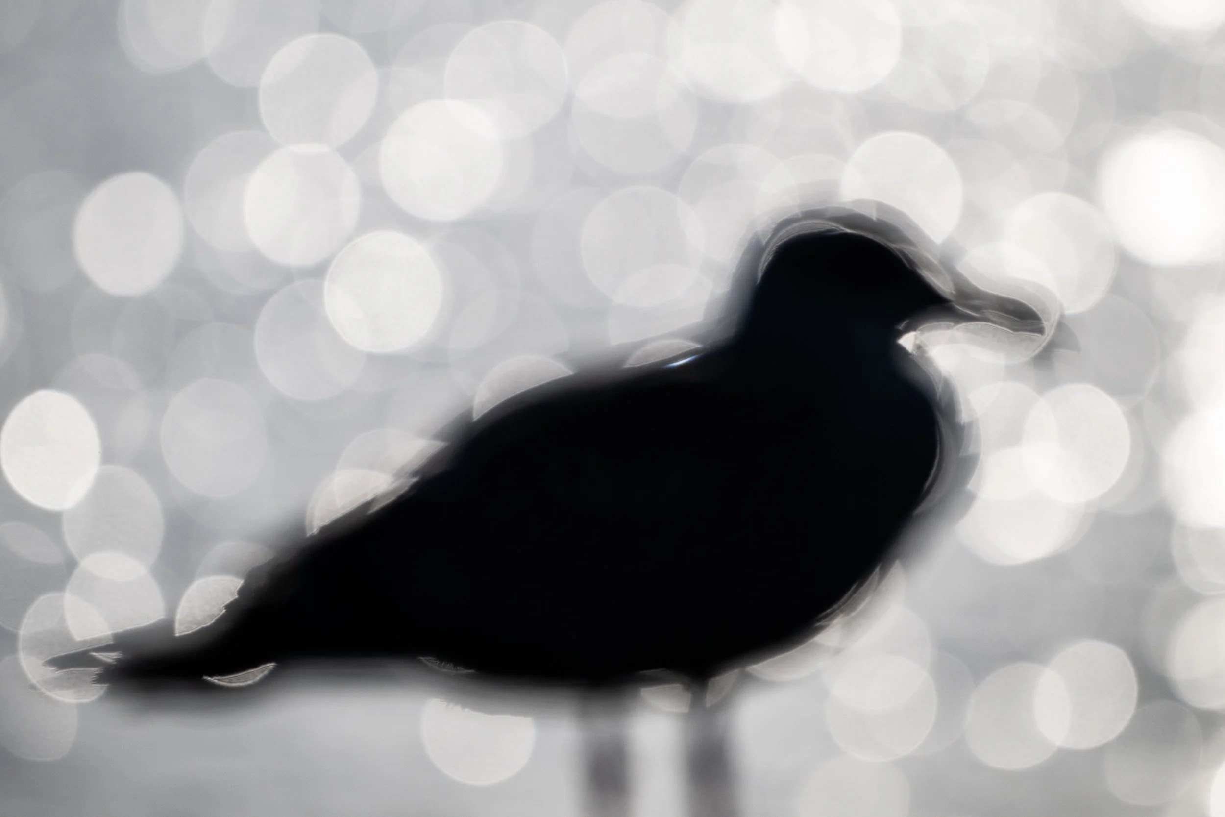 European herring gull