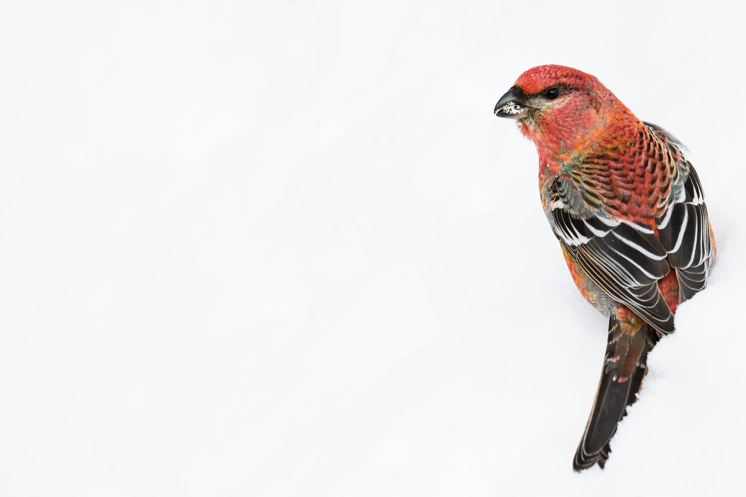 Pine grosbeak (F)