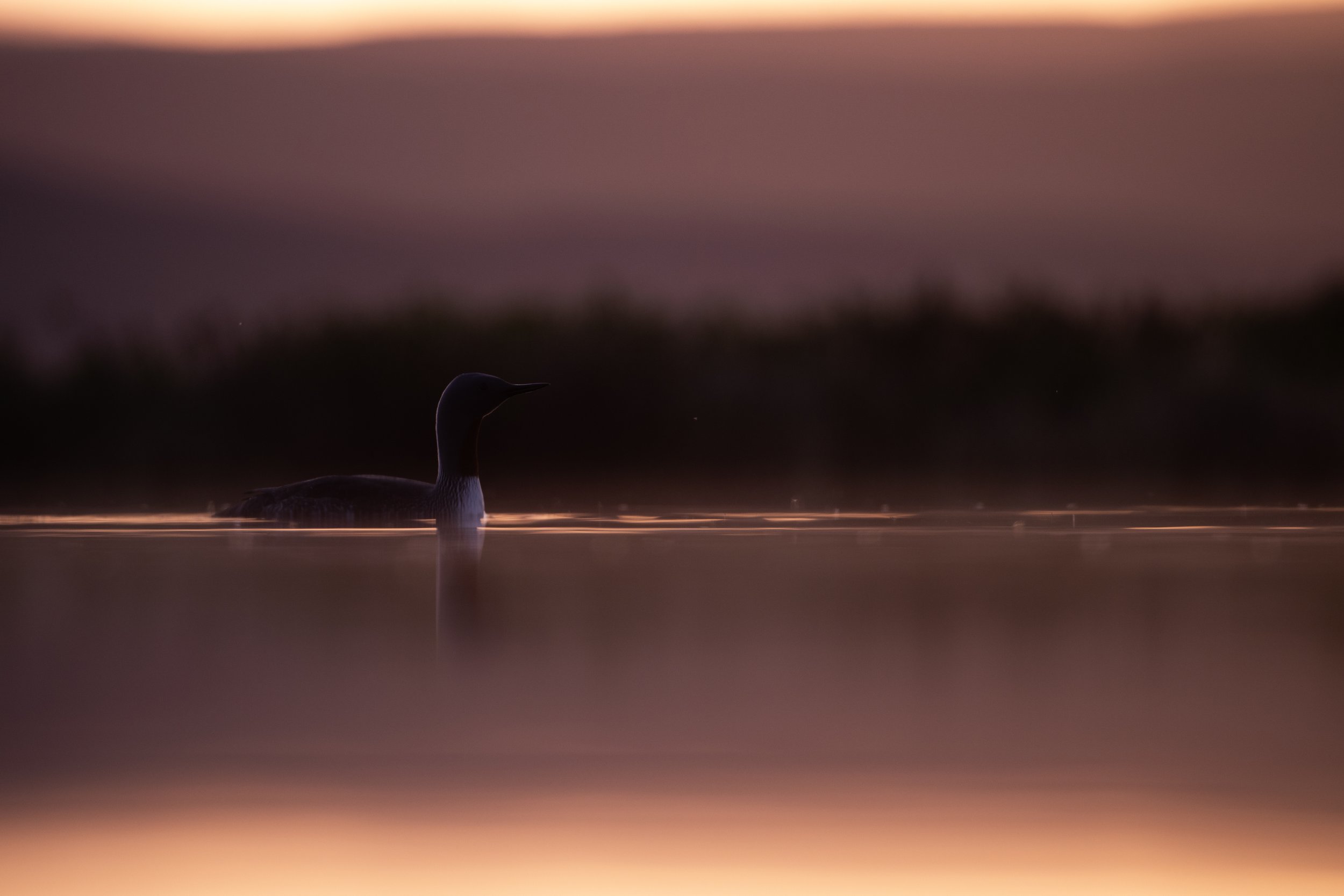 A bird, likely a loon, swimming on calm water during sunset or sunrise with a blurred background of the horizon.