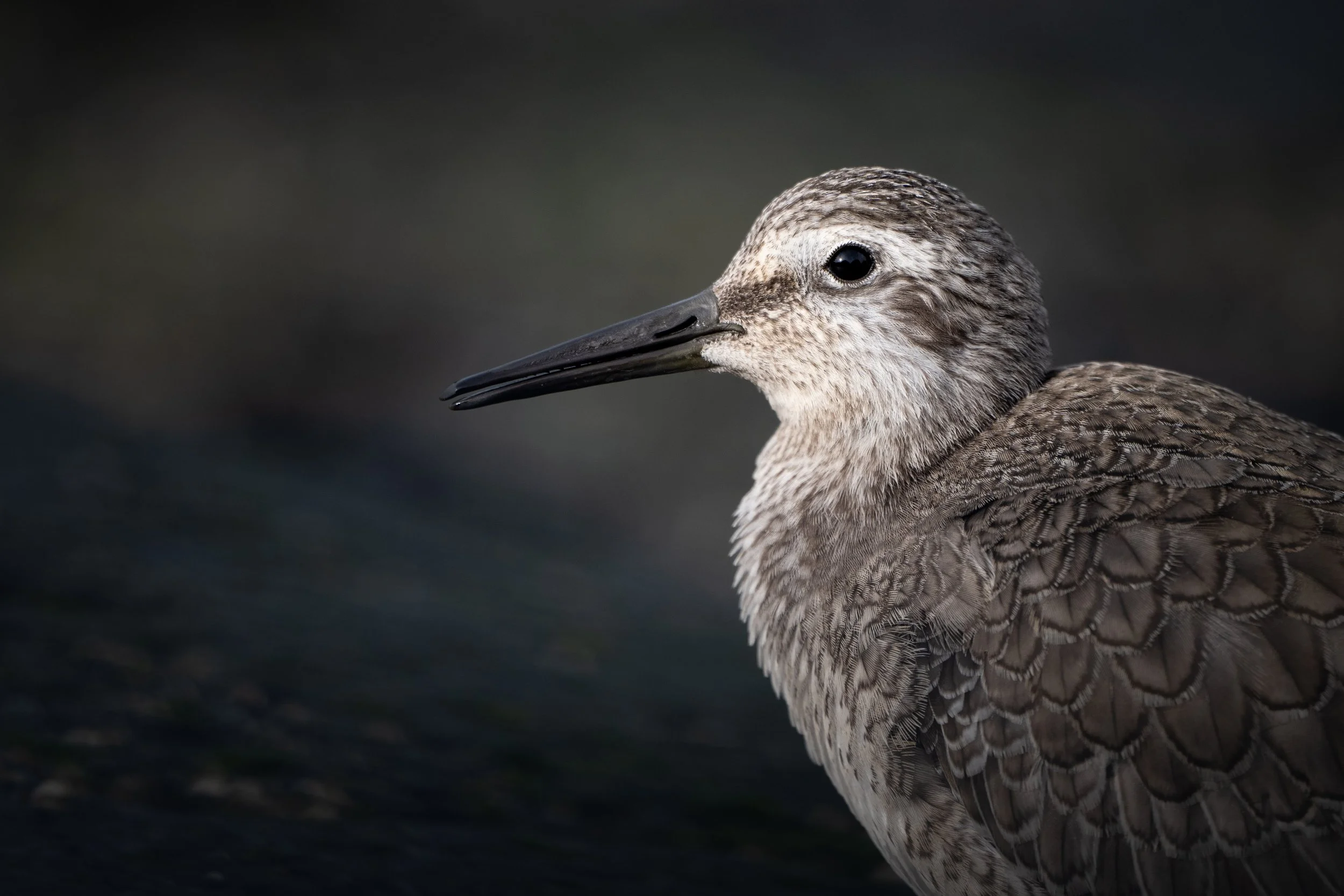Red knot