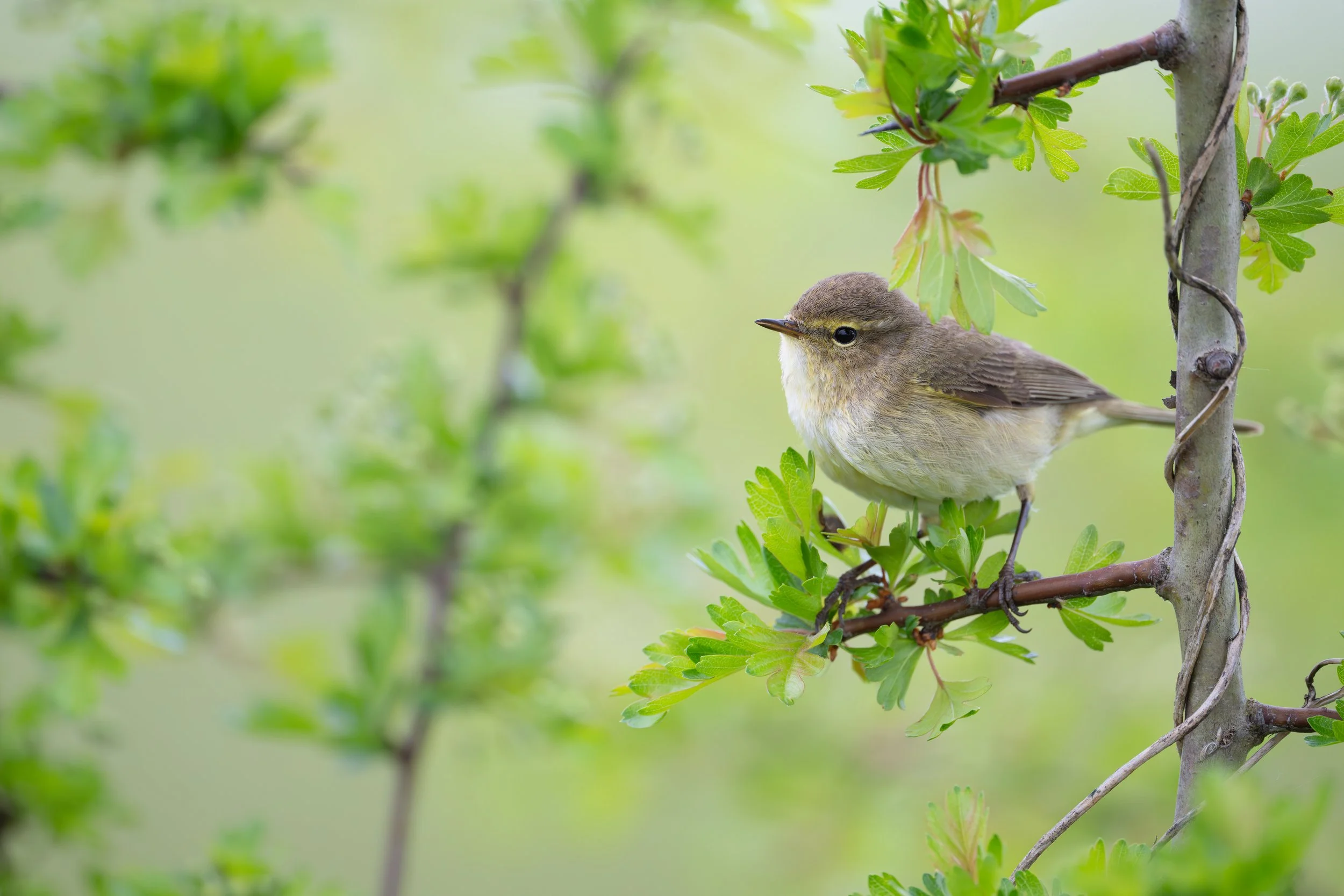 A small bird perched on a branch of a leafy shrub or small tree, surrounded by green foliage.