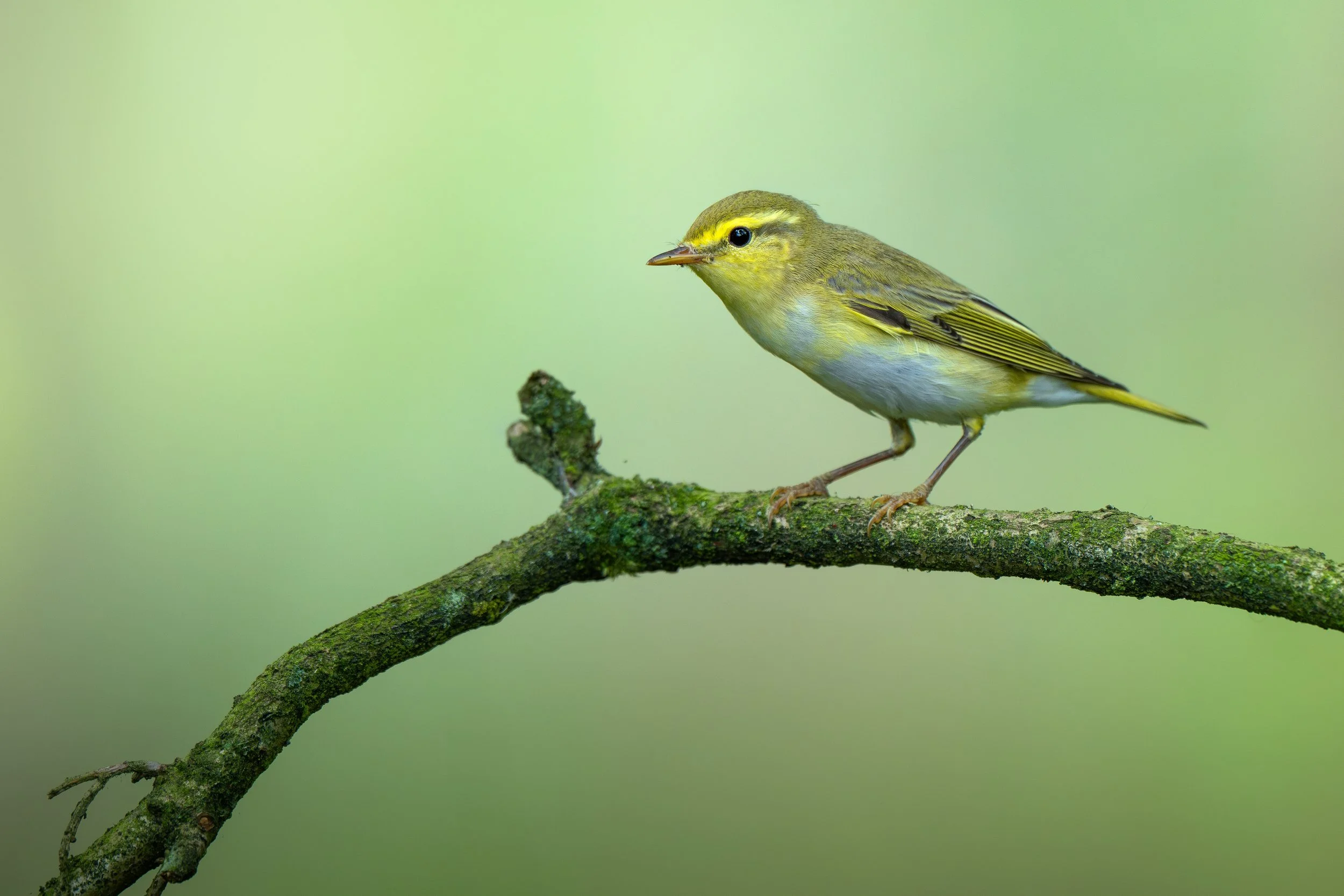 A small yellow-green bird perched on a moss-covered tree branch with a blurred green background.