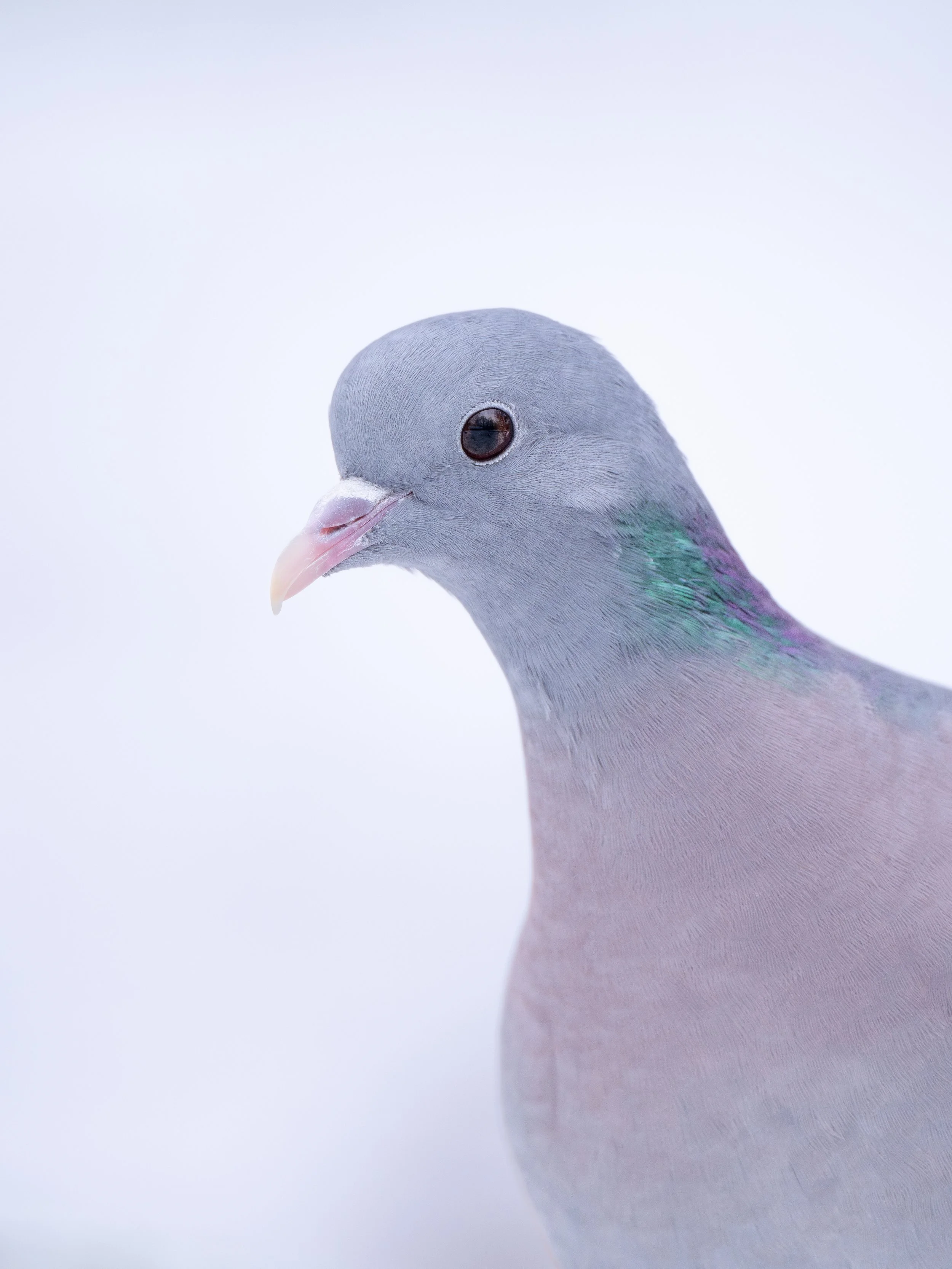 Close-up of a pigeon's head and neck with white background.
