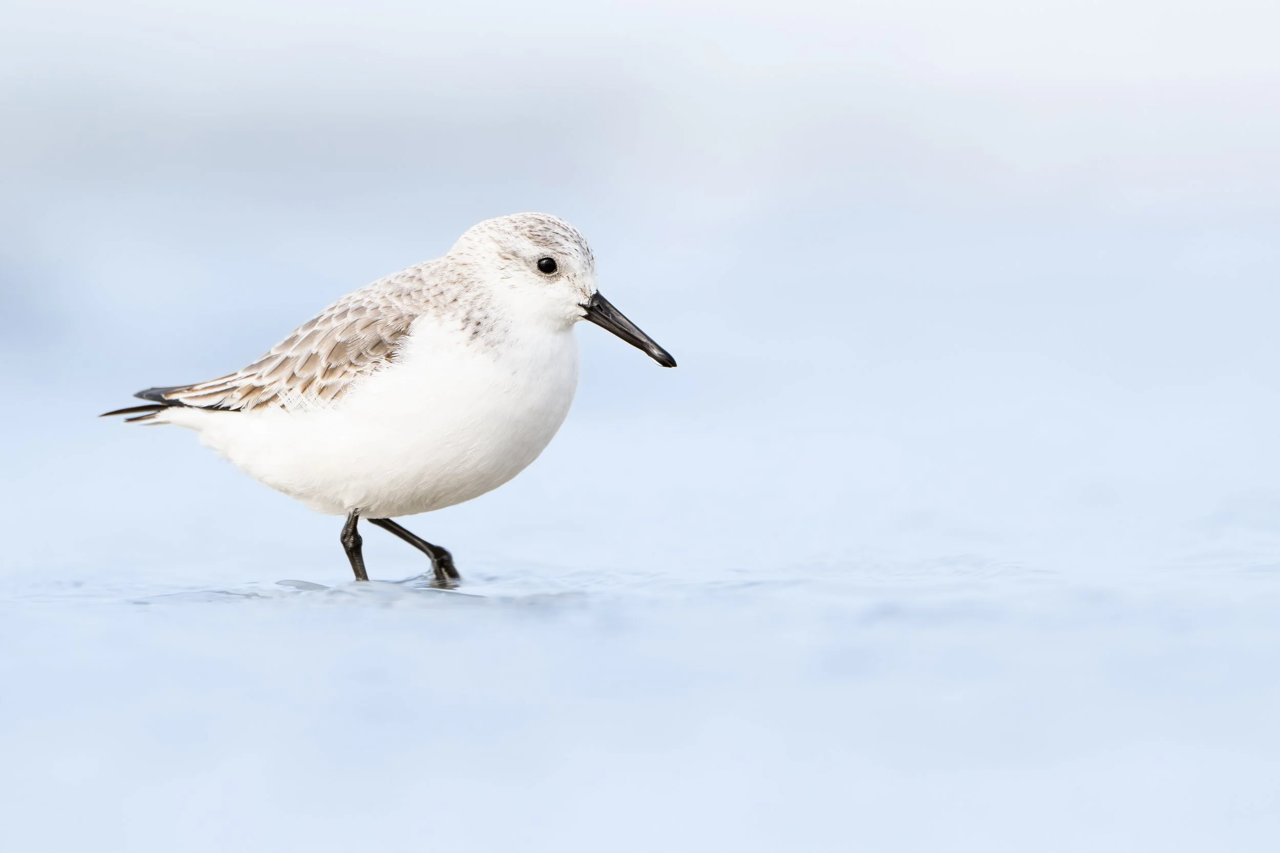 Sanderling