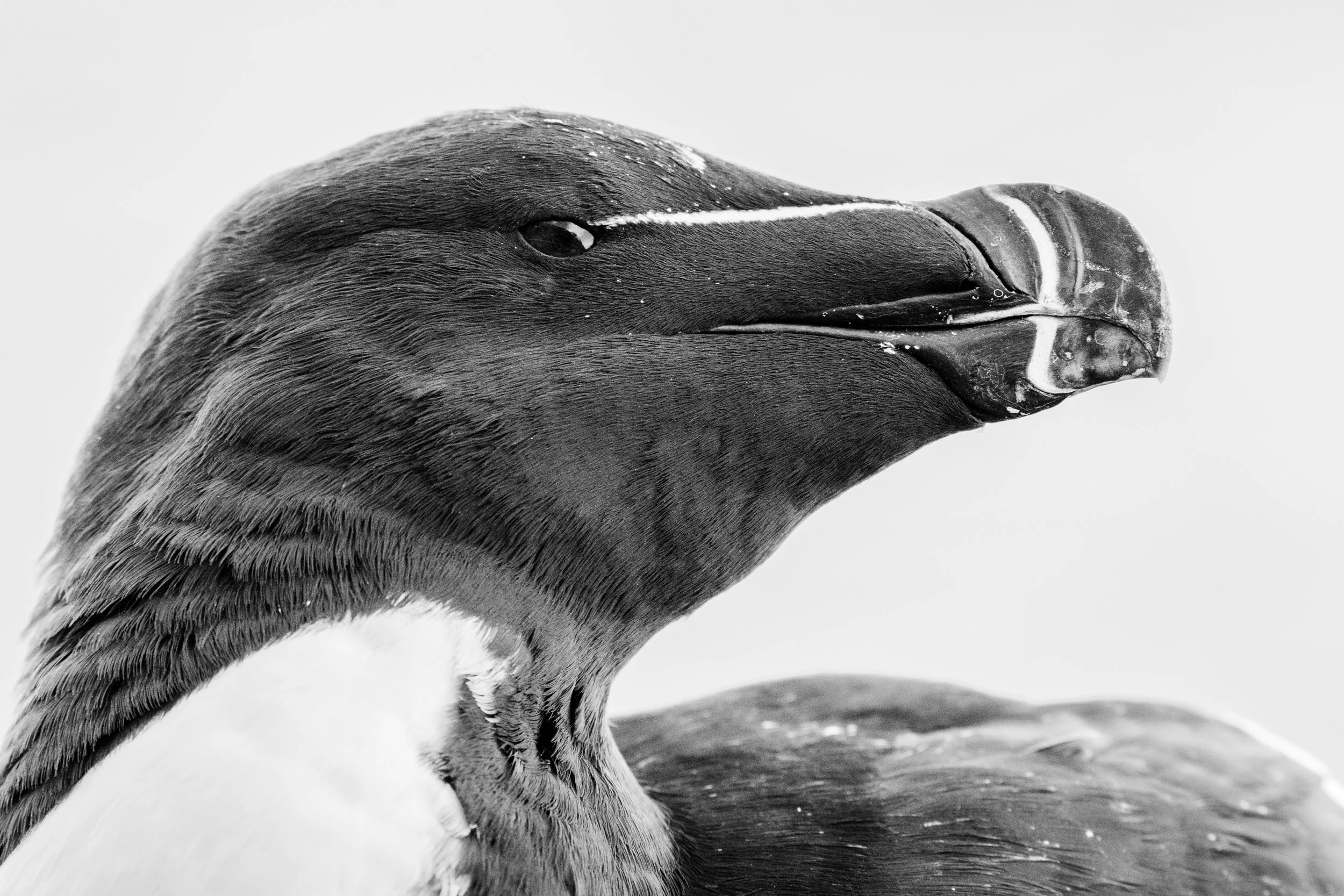 Razorbill