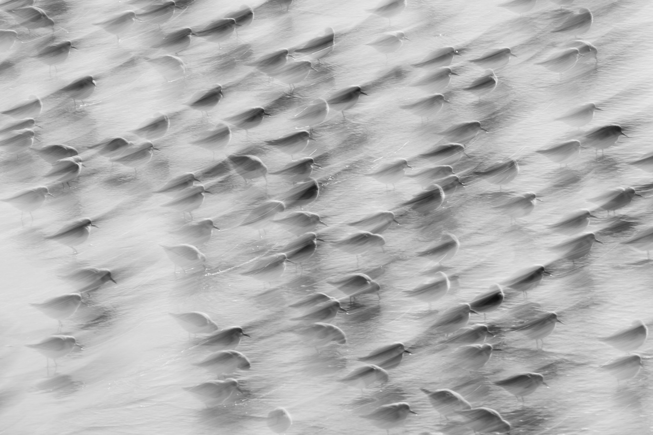 Sanderling5.jpg