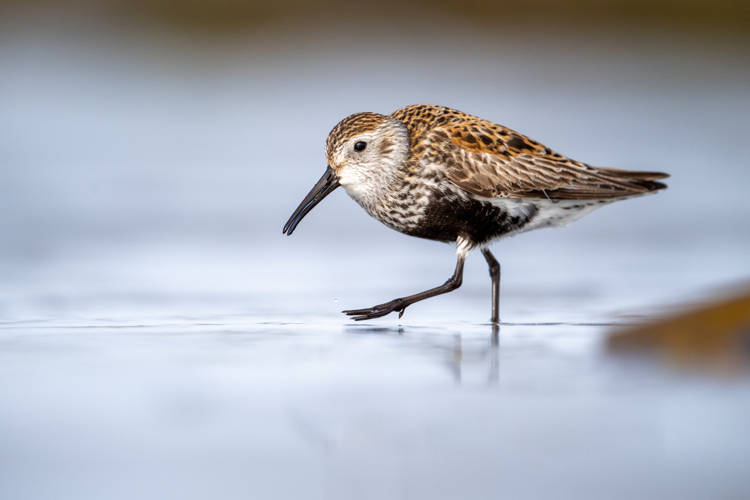 A shorebird, likely a sandpiper, wading through shallow water with one leg slightly raised, its beak pointed downward, and its reflection visible in the water.