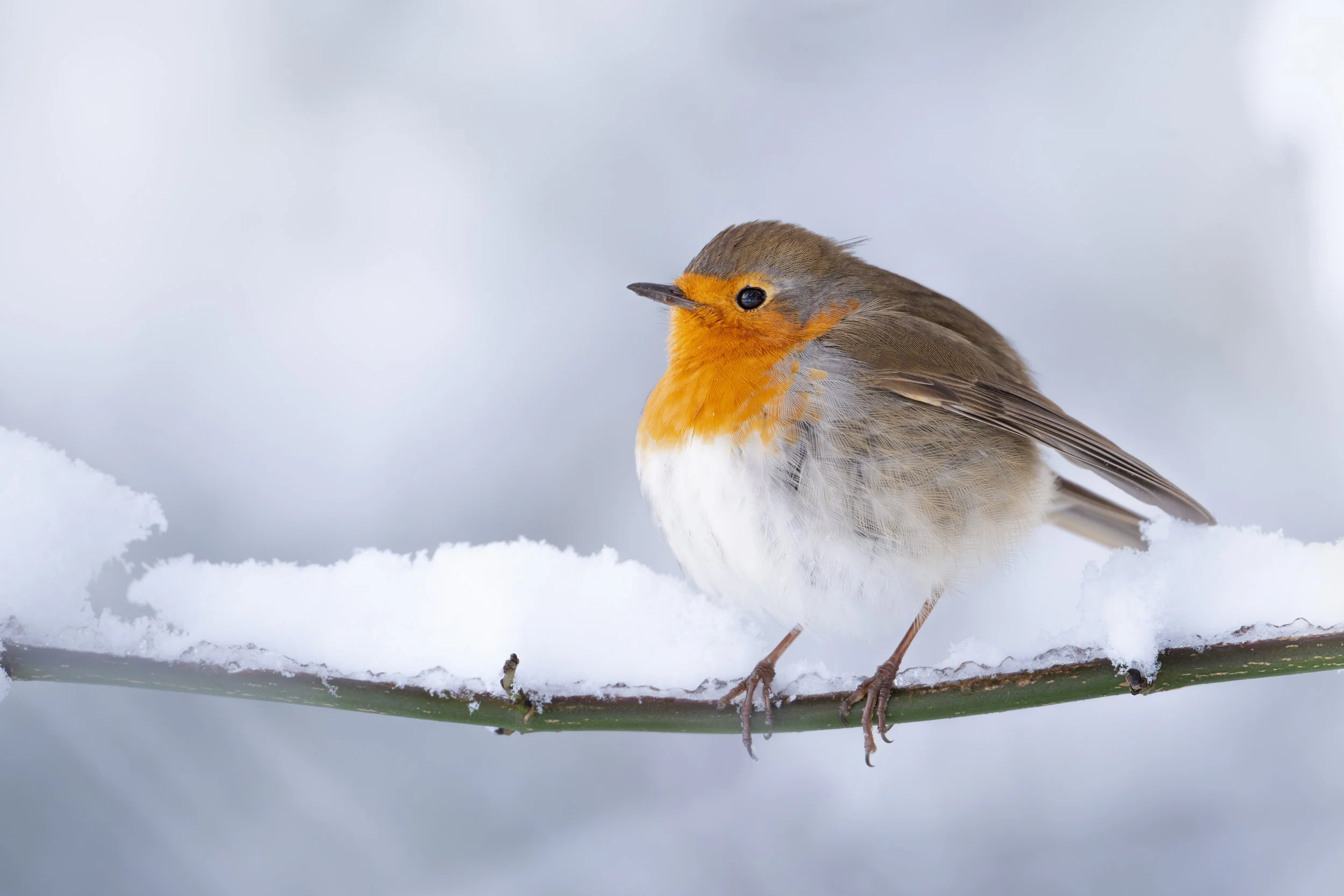 A small bird with an orange face and white chest perched on a snow-covered branch against a blurred winter background.