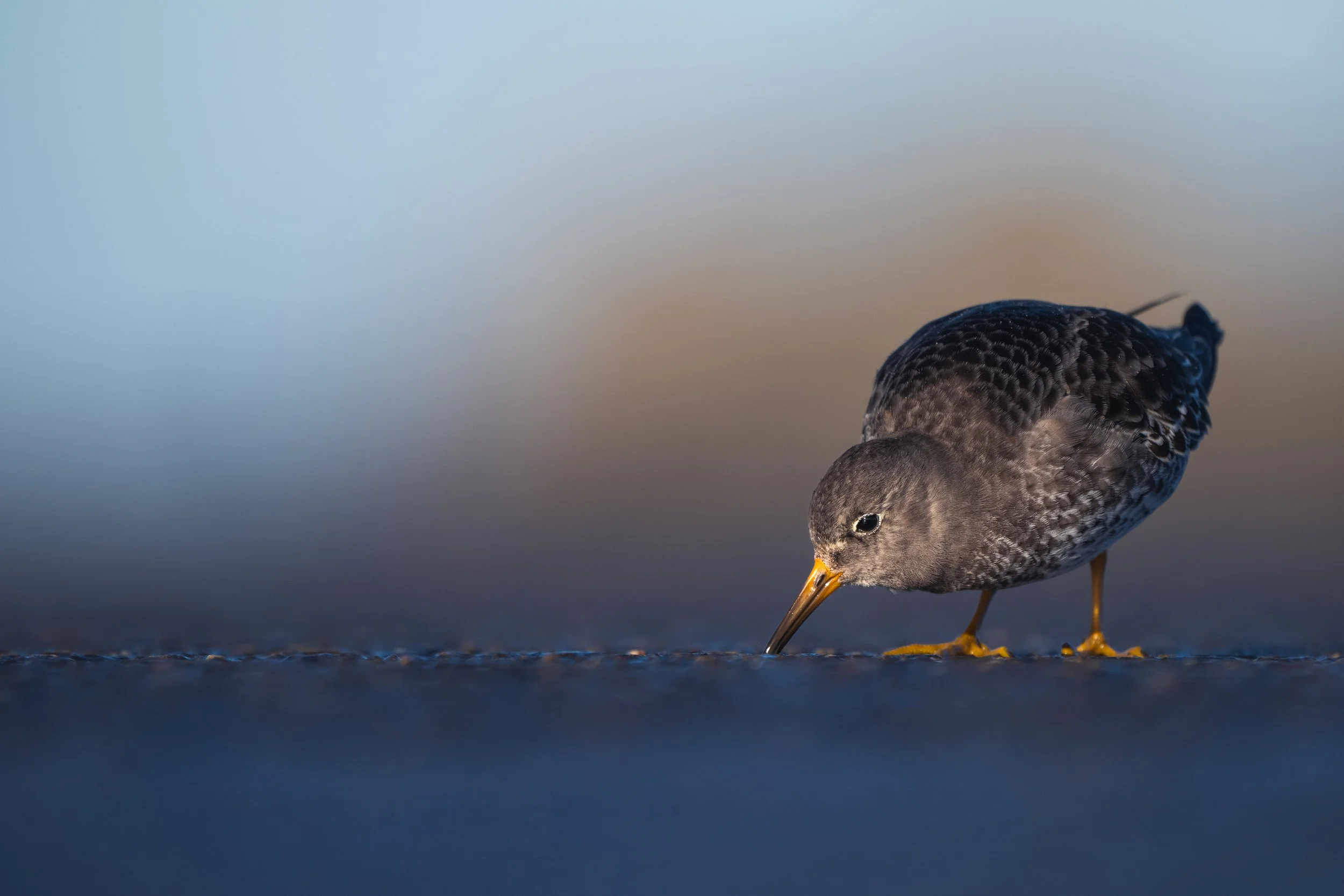 Purple sandpiper