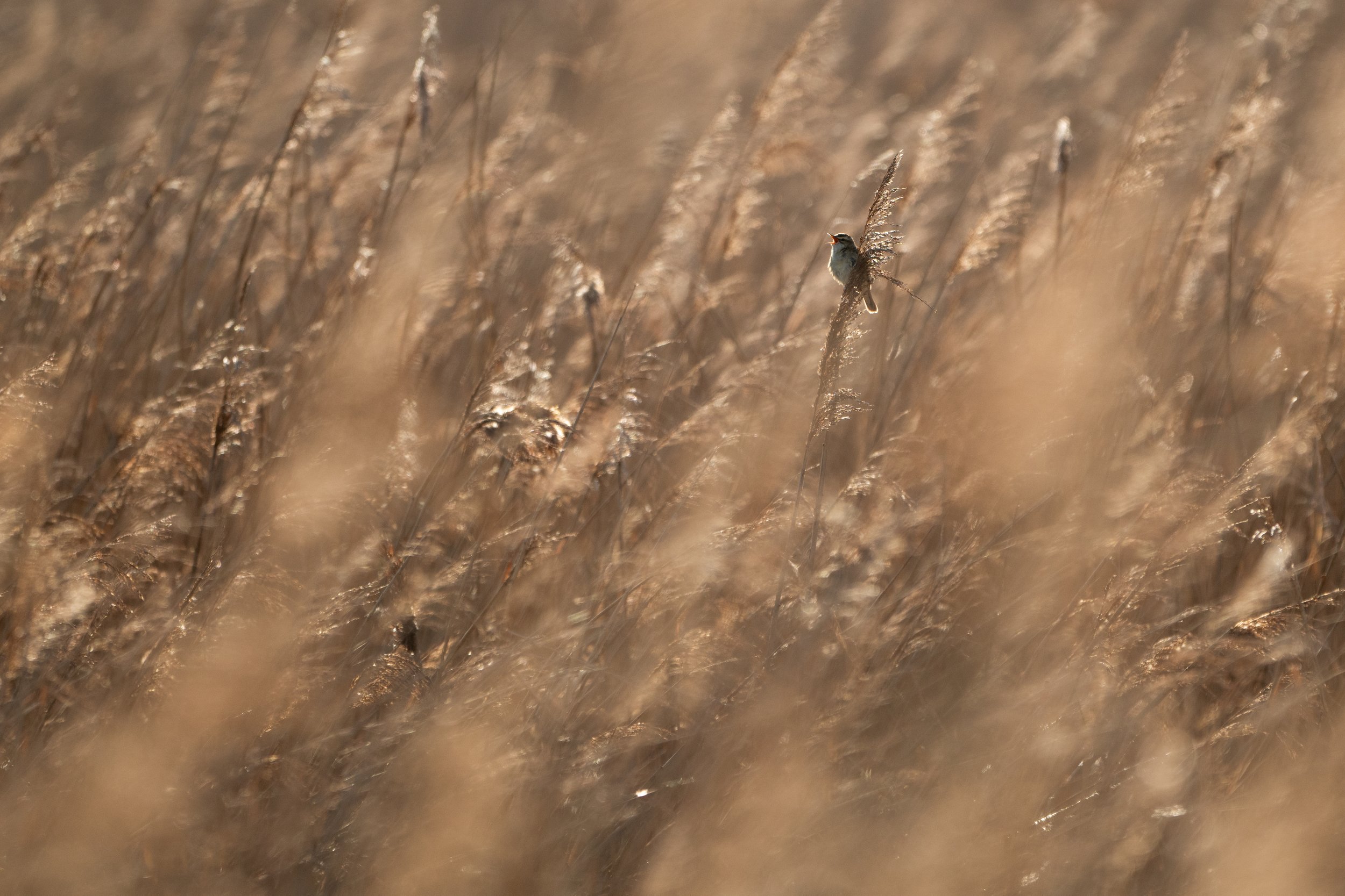 Sedge warbler