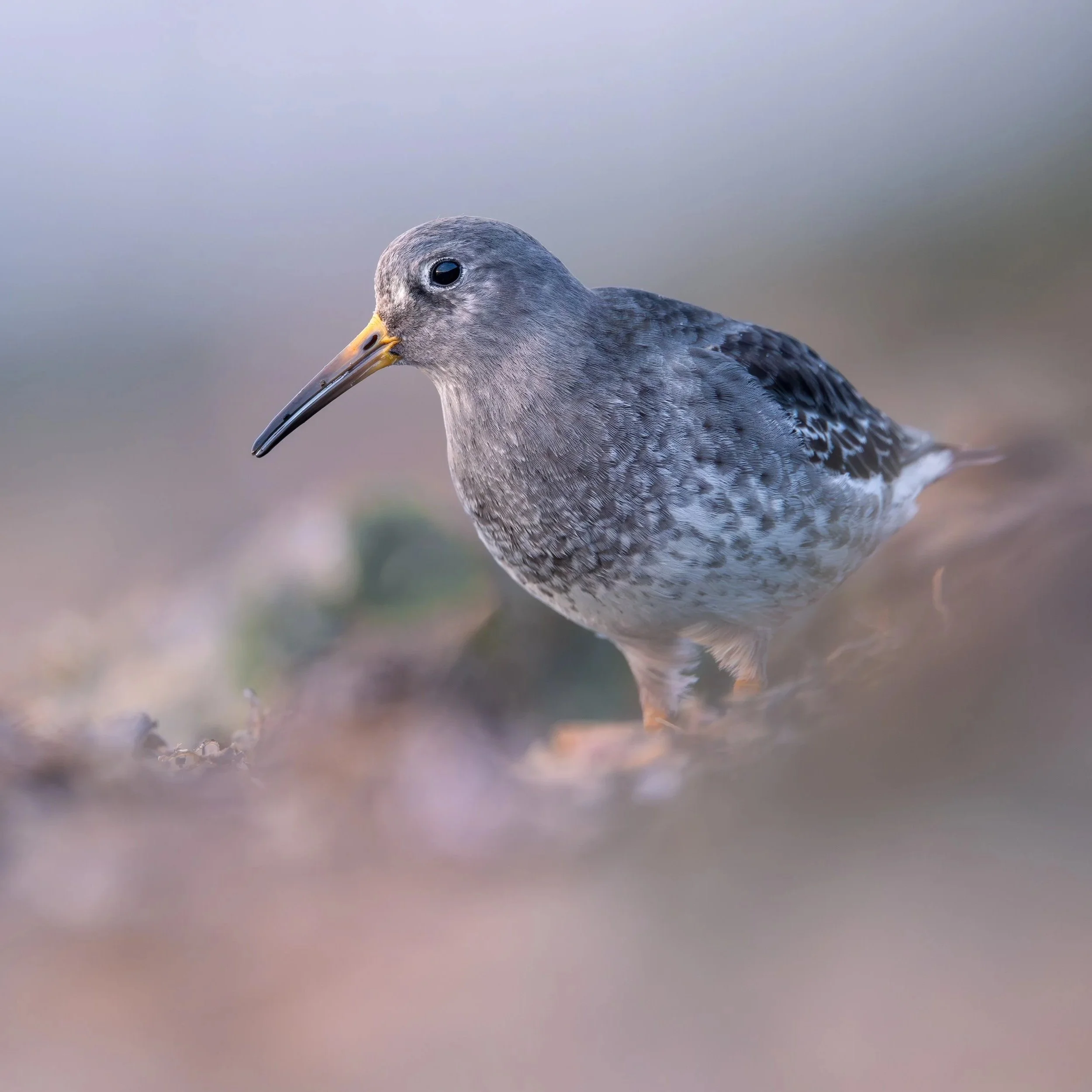 Close-up of a bird with gray feathers, a yellow and black beak, and a dark eye against a blurred, muted background.