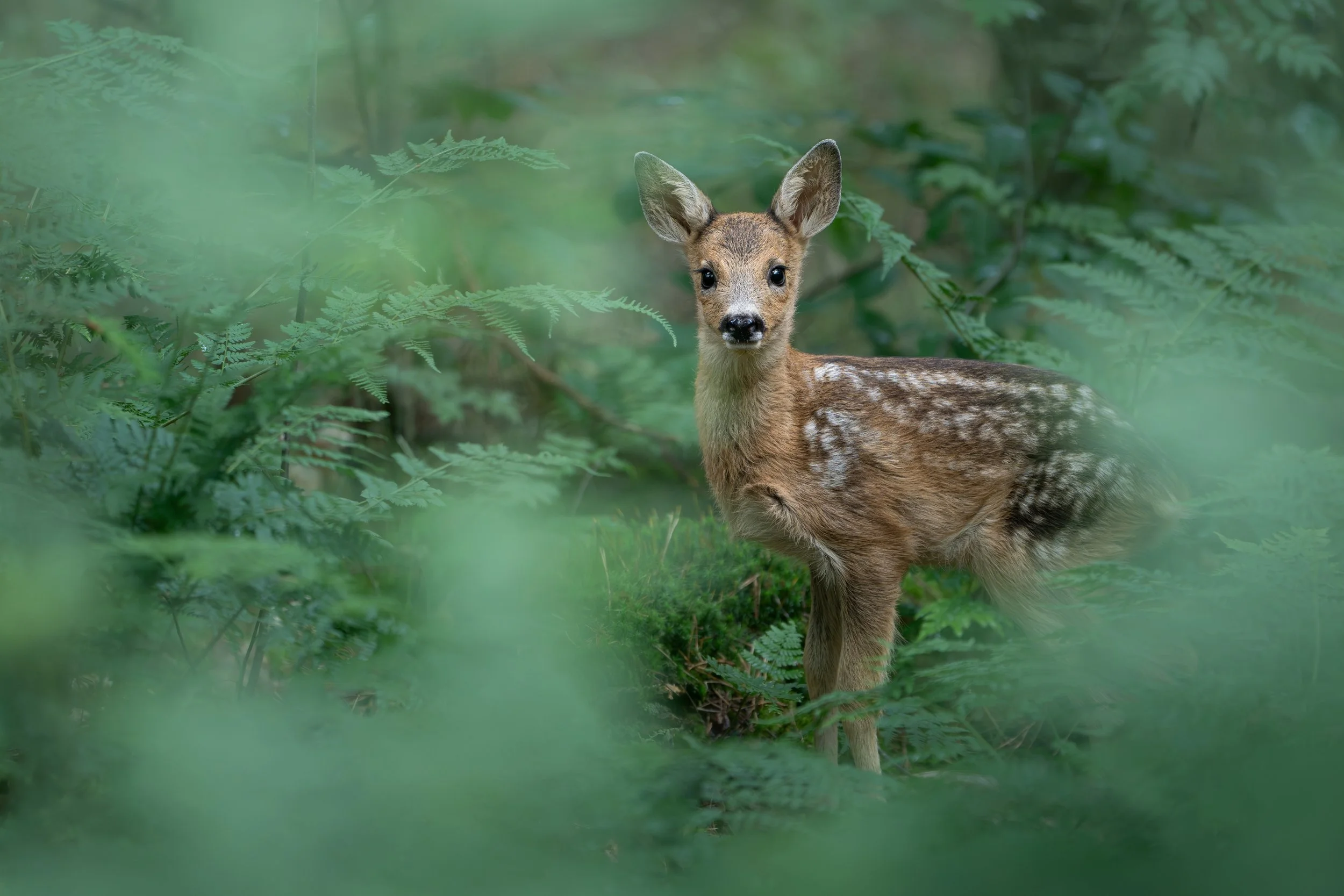 A young deer standing among green ferns and foliage in a forest, looking directly at the camera.