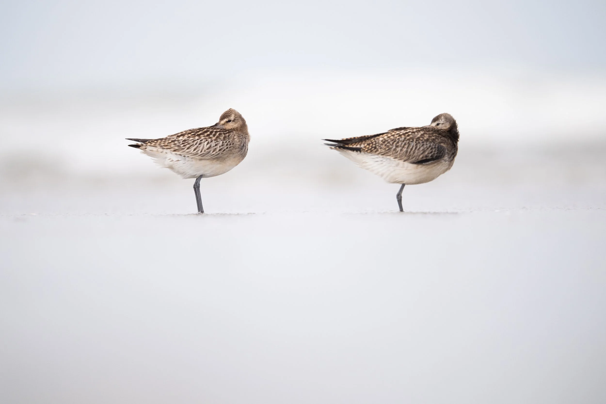 BarTailedGodwit1.jpg