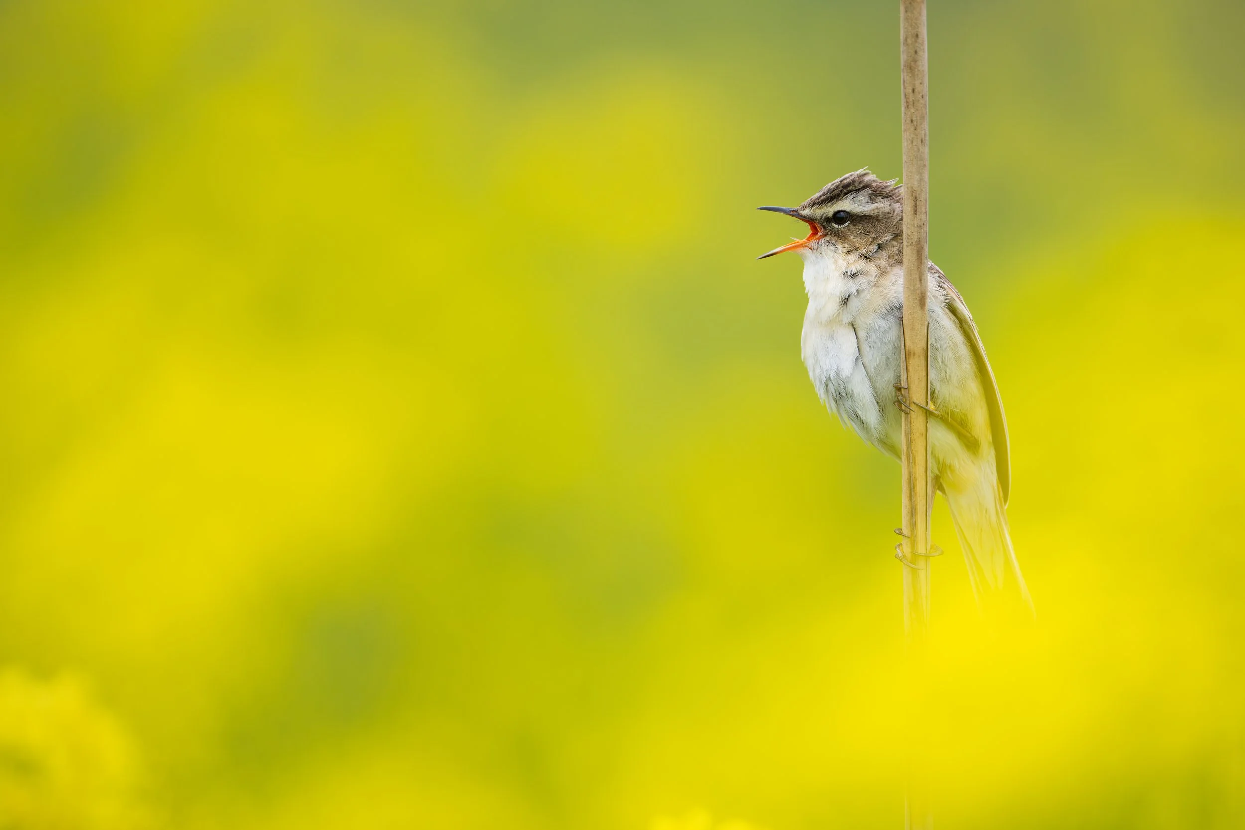 A small bird perched on a vertical stick singing with its beak wide open against a blurred green and yellow background.