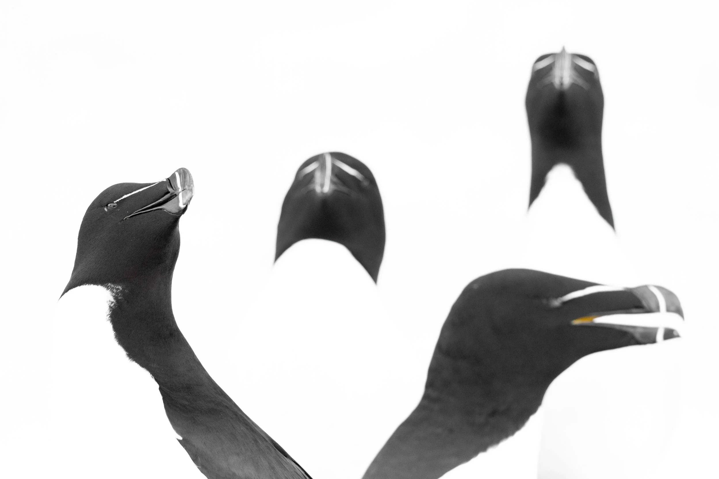 Razorbill