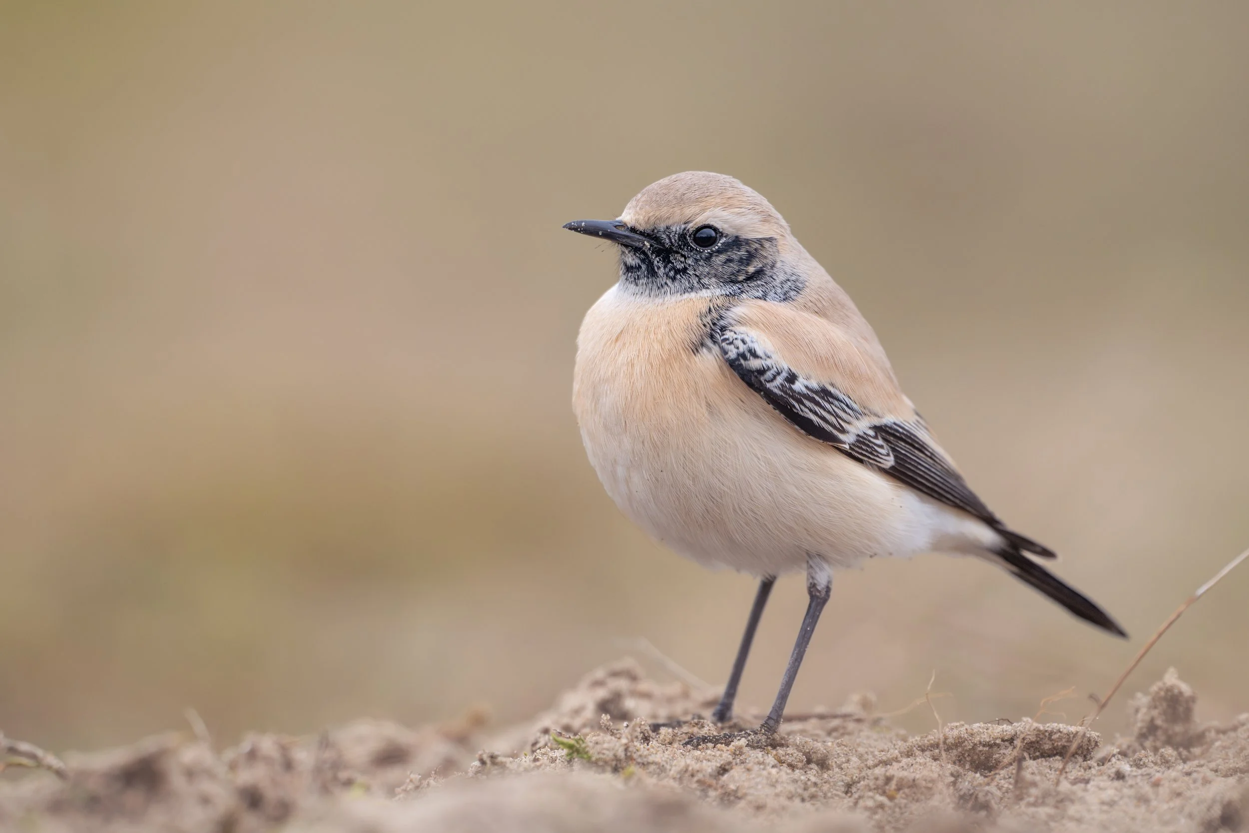 Desert wheatear