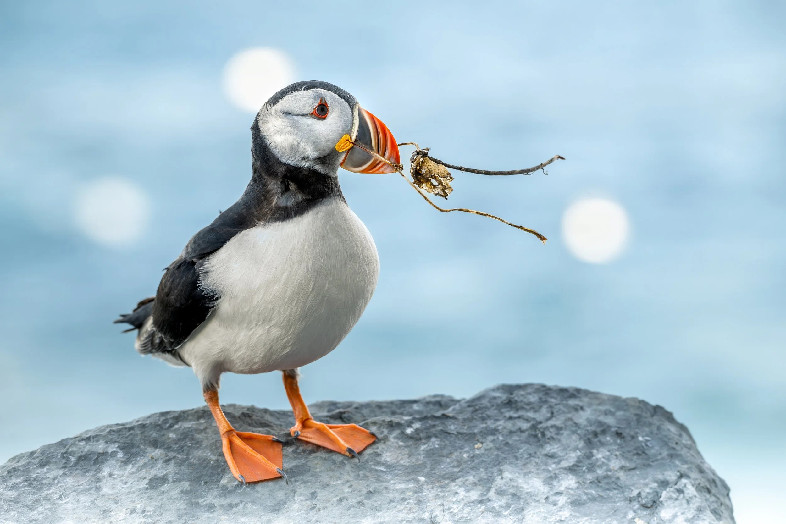 Atlantic puffin