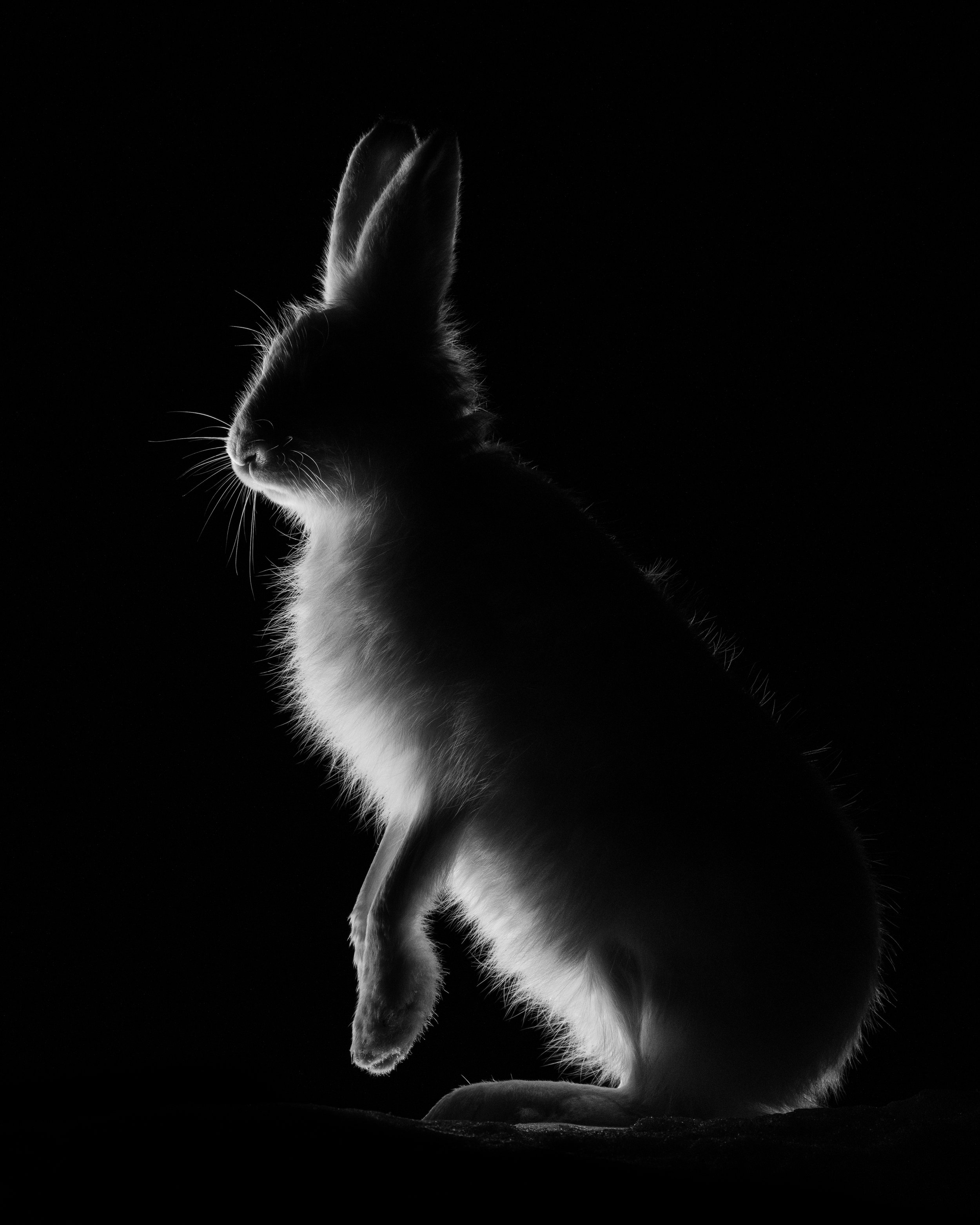 Side profile of a sitting cat in black and white, with soft backlighting highlighting its fur, against a plain dark background.