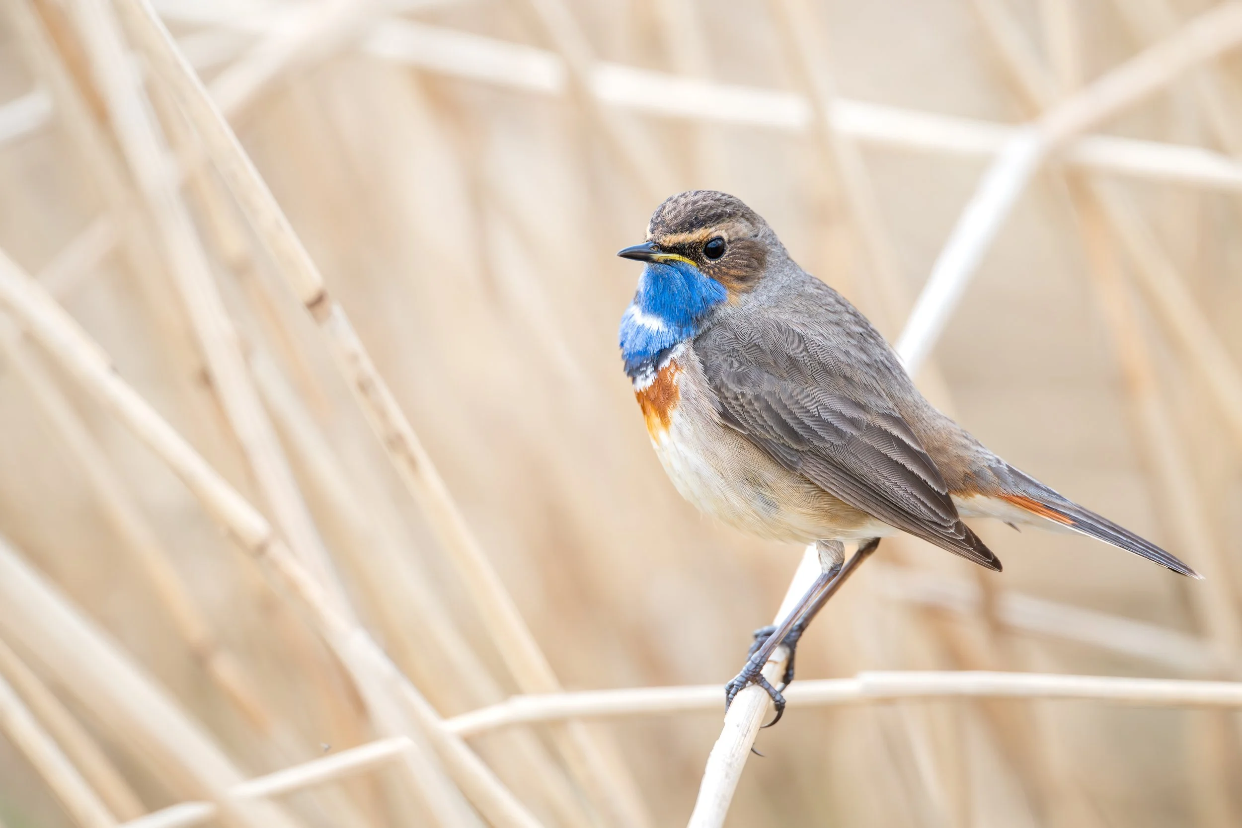 Bluethroat