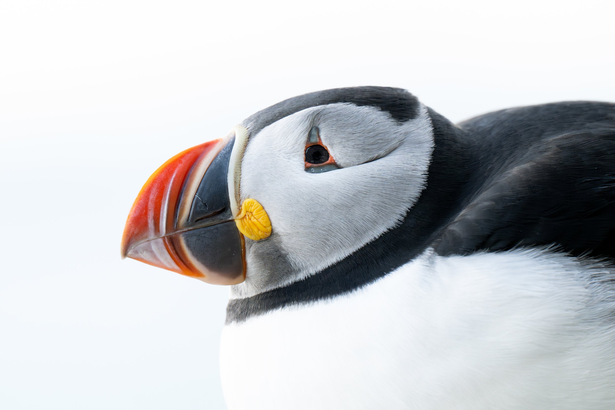 Atlantic puffin