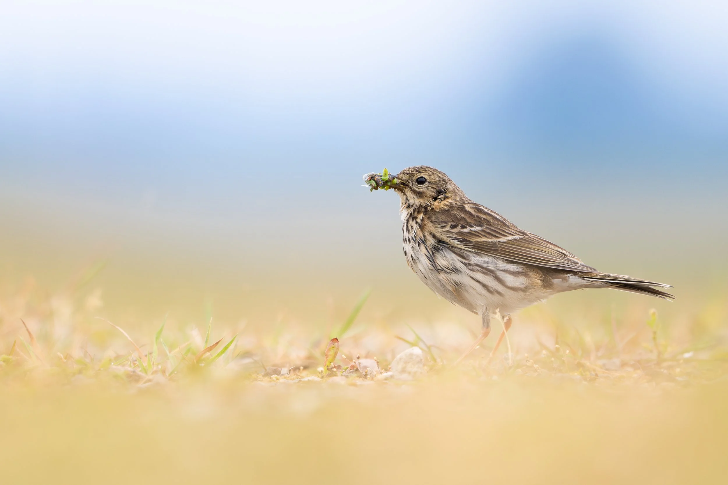 Meadow pipit
