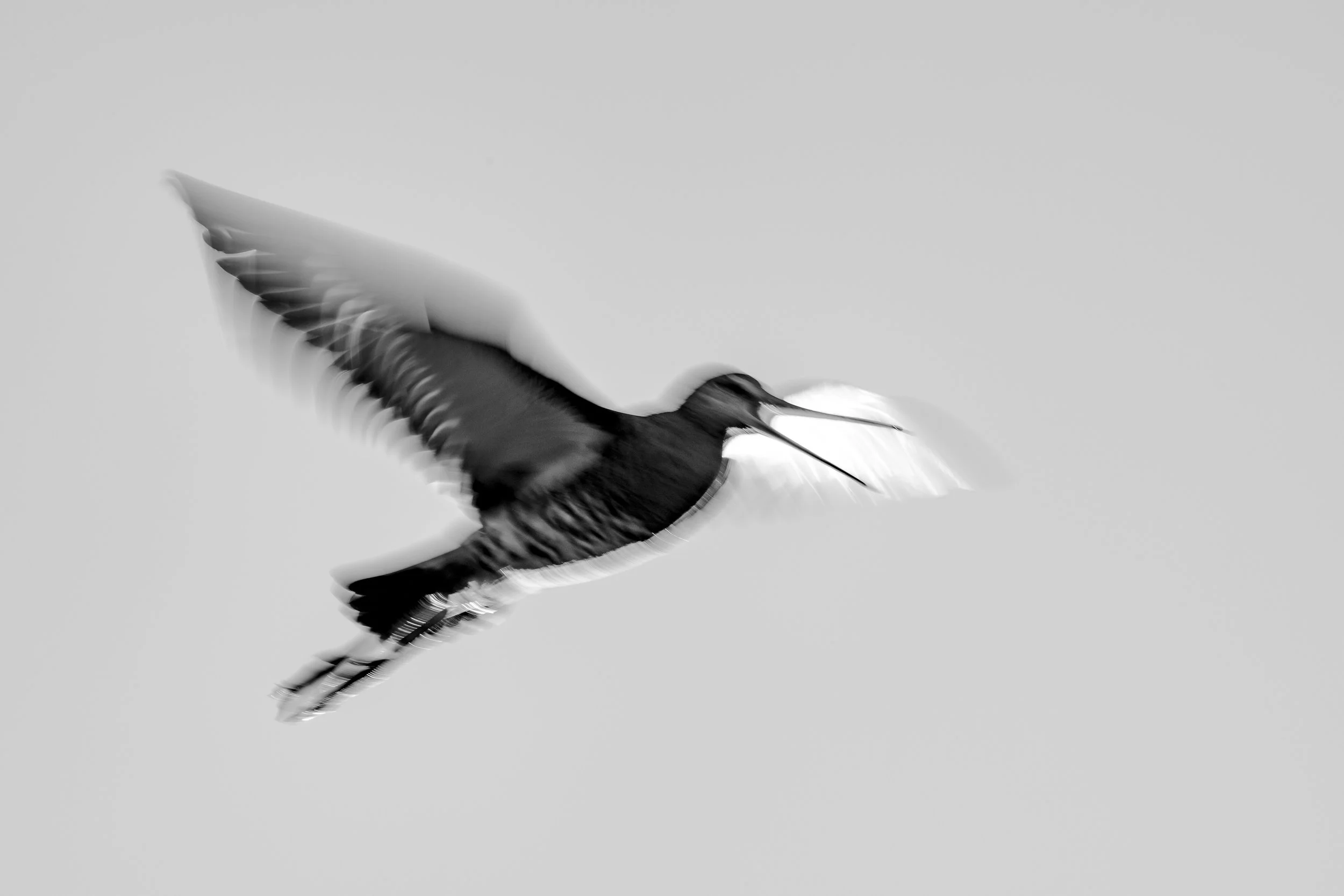 Black-tailed godwit