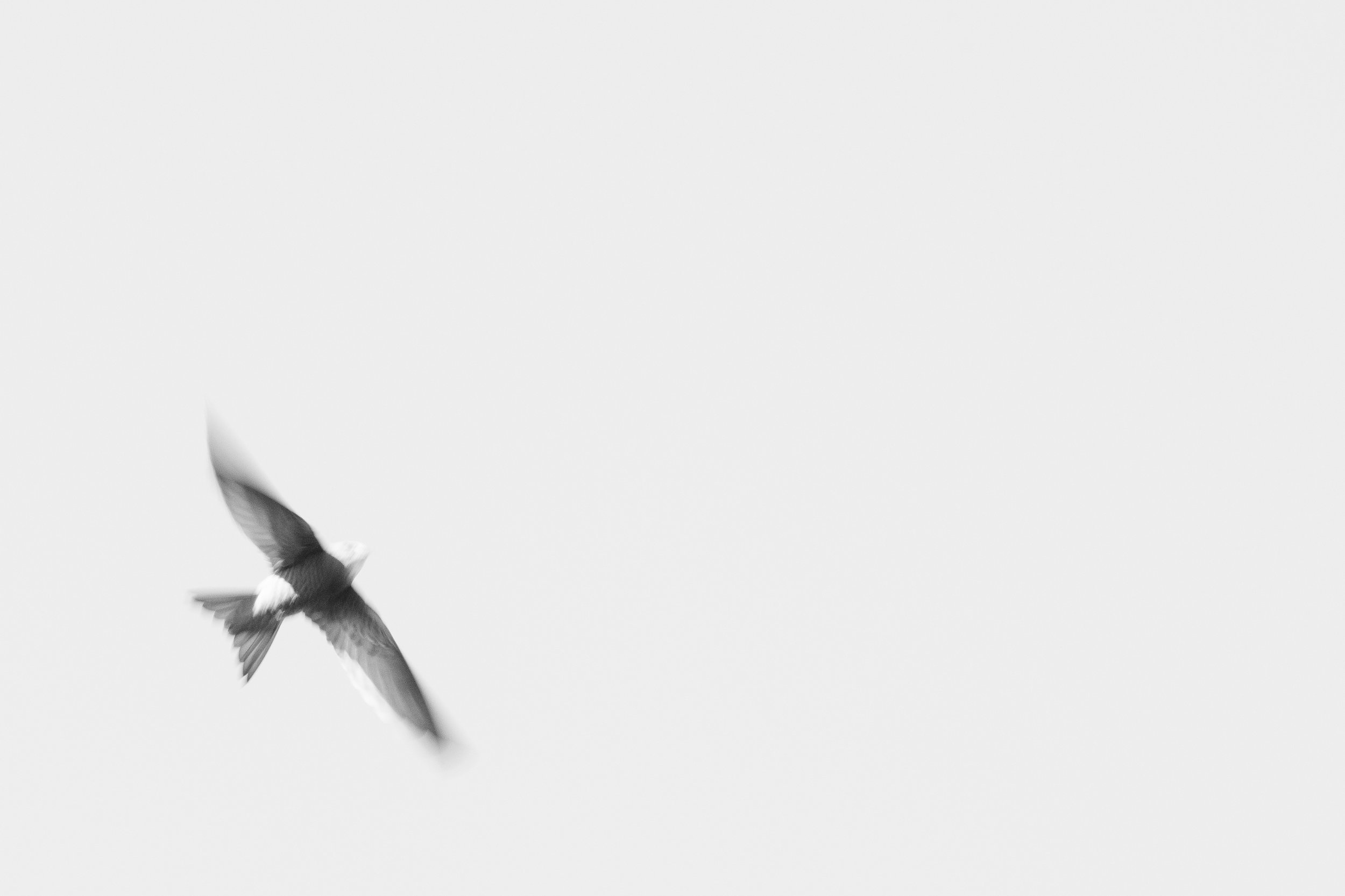 Pallid swift