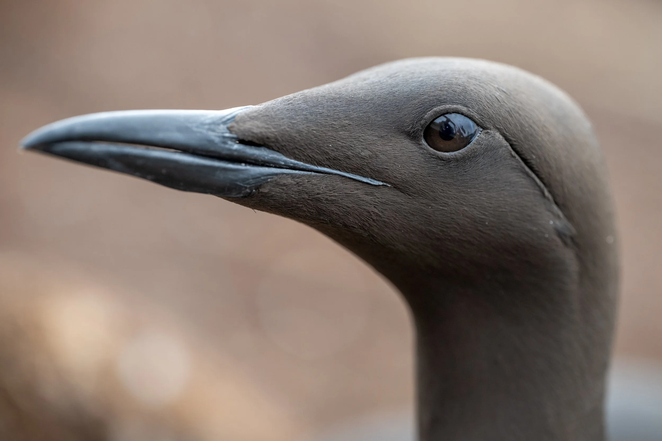 Close-up of a black bird's head with a sharp beak, possibly a crow or raven, with a blurred background.